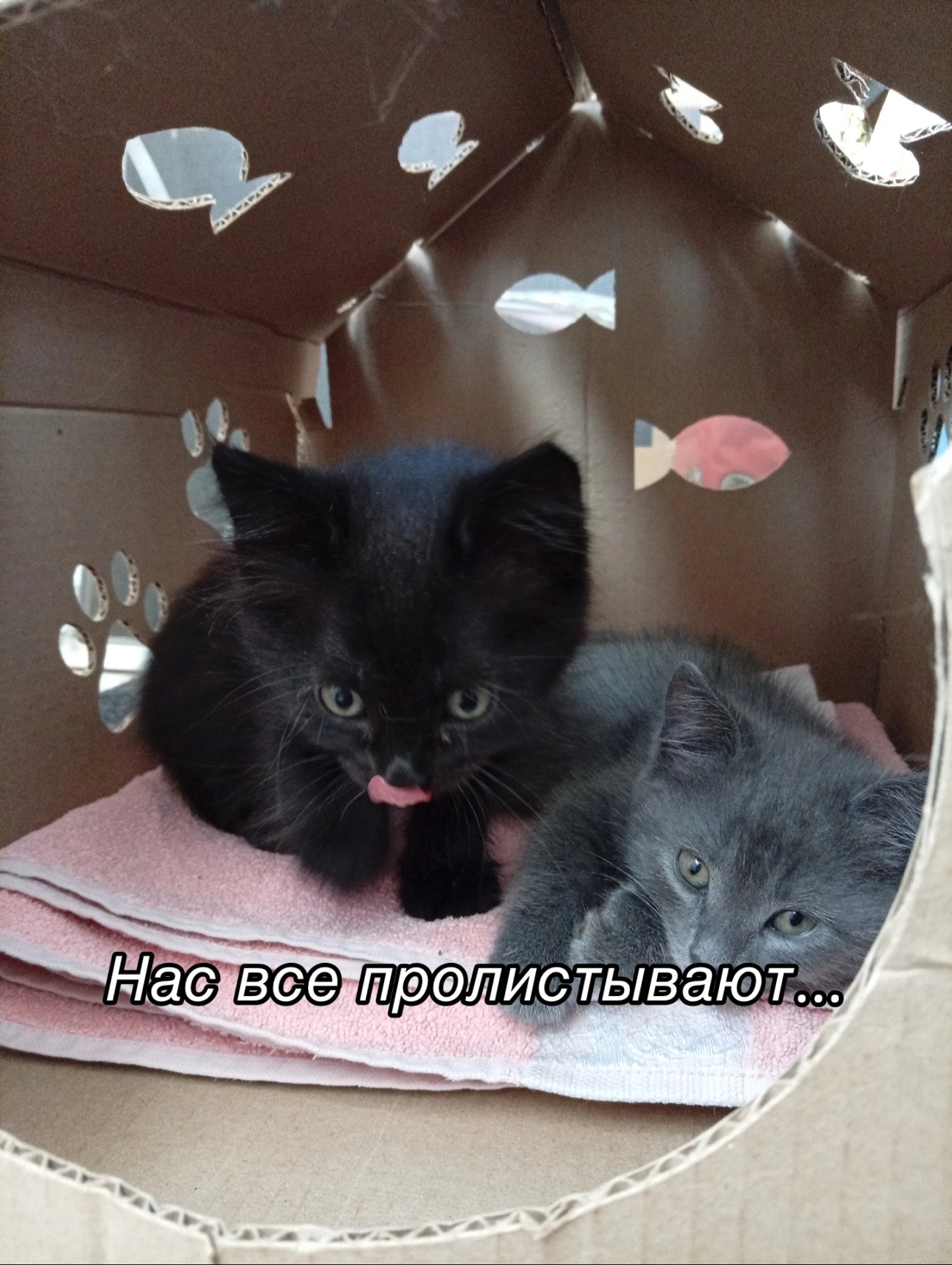 @Приют для животных Потеряшка