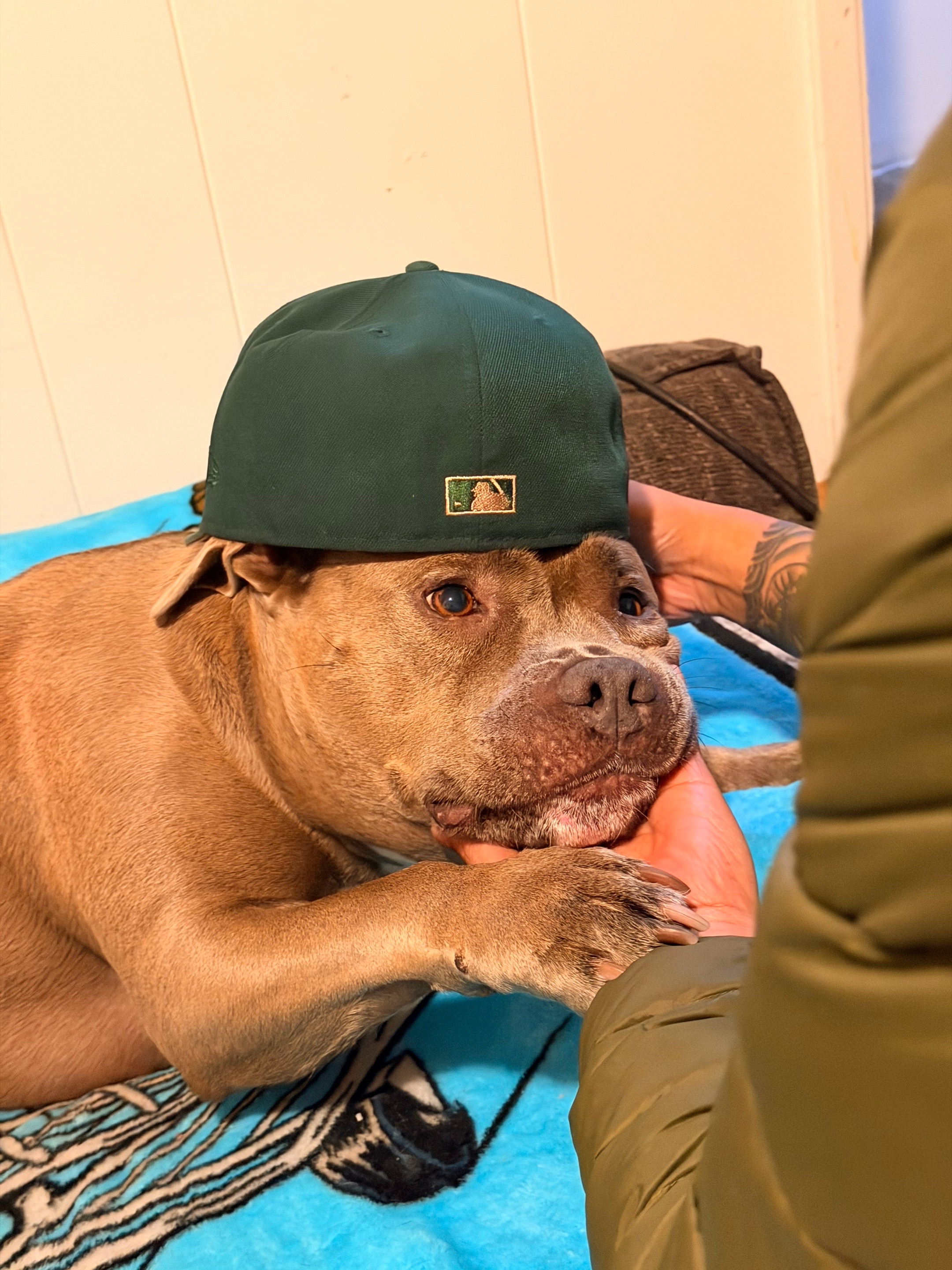 @IG: @lou.the.bully