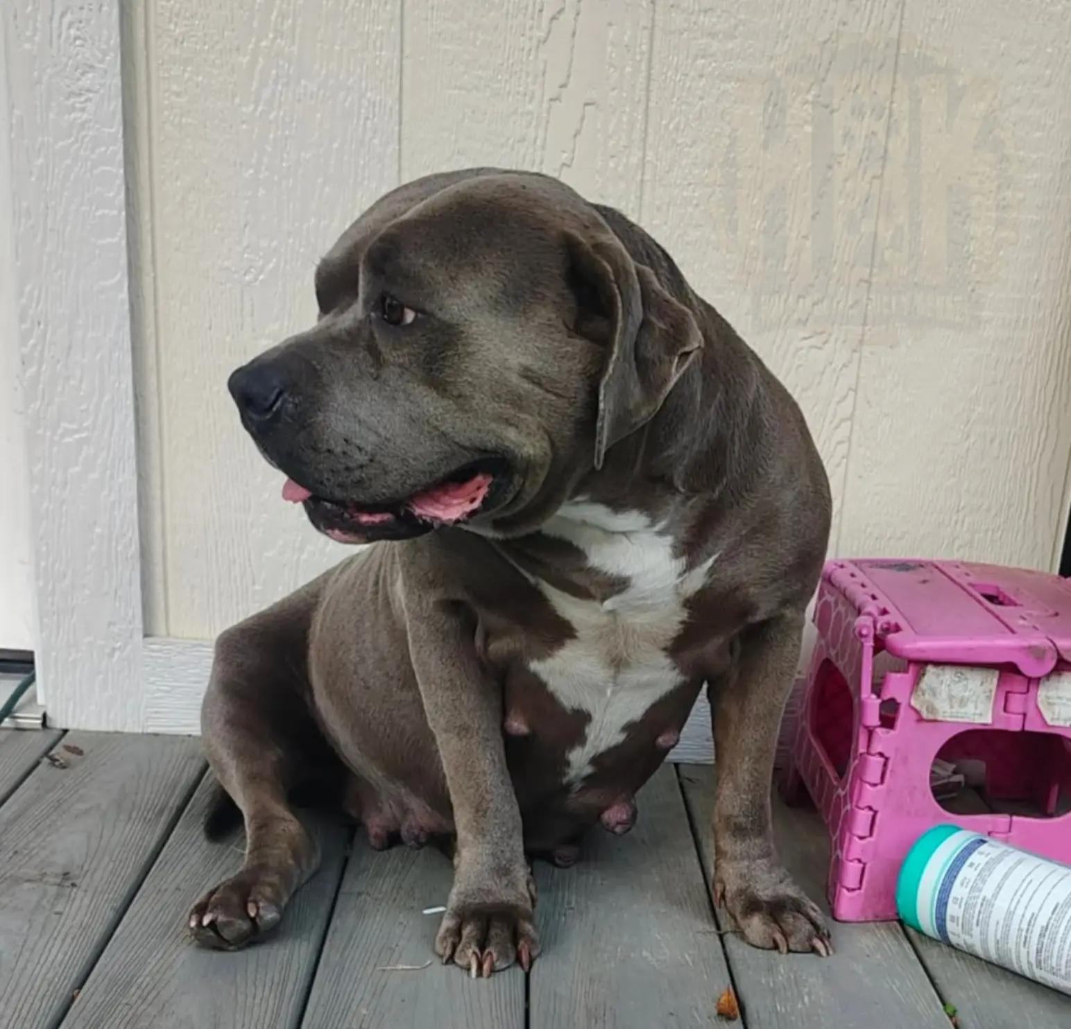 @HACHIKO LINE Bully Kennel