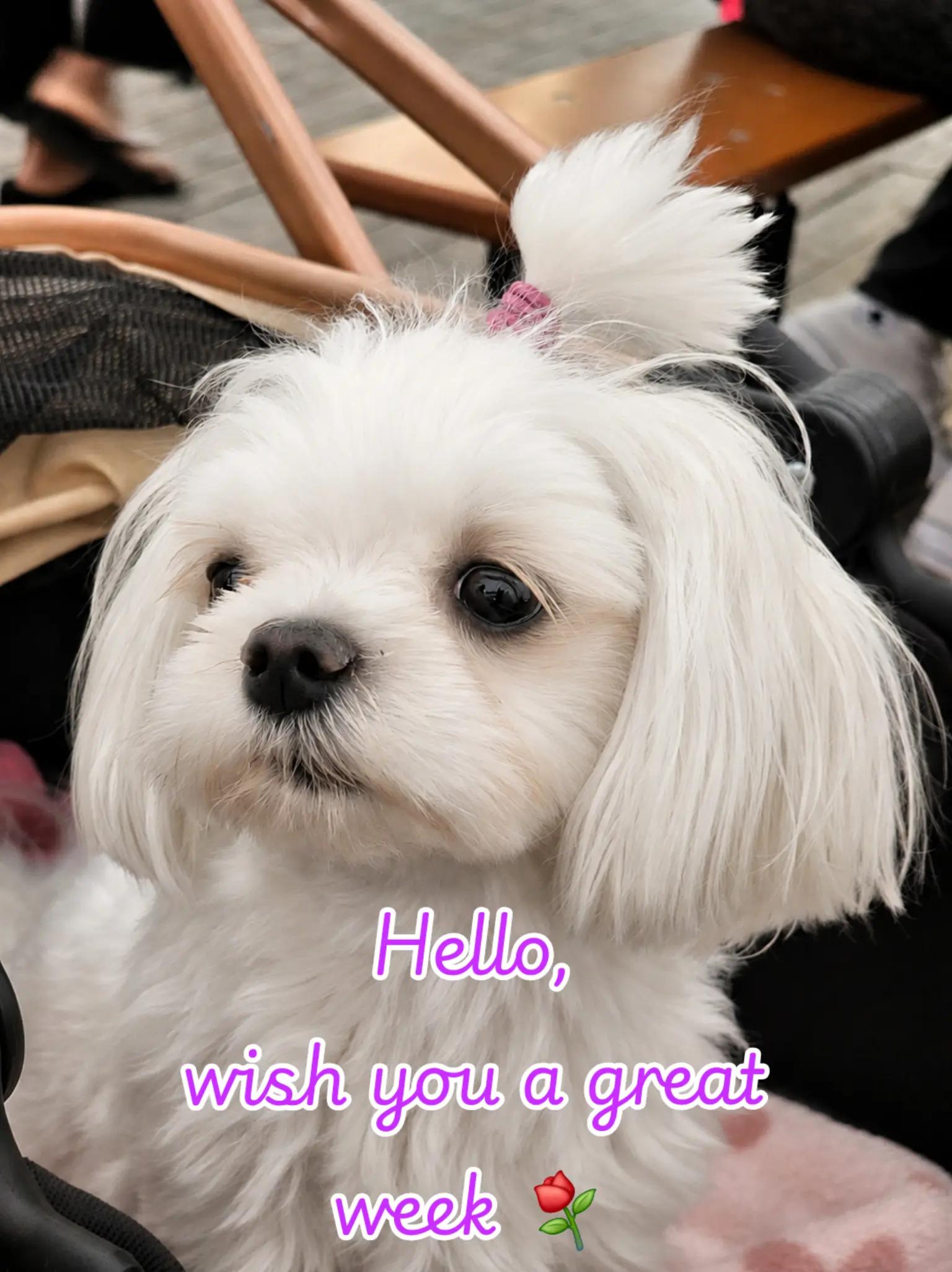 @Princess Elfi