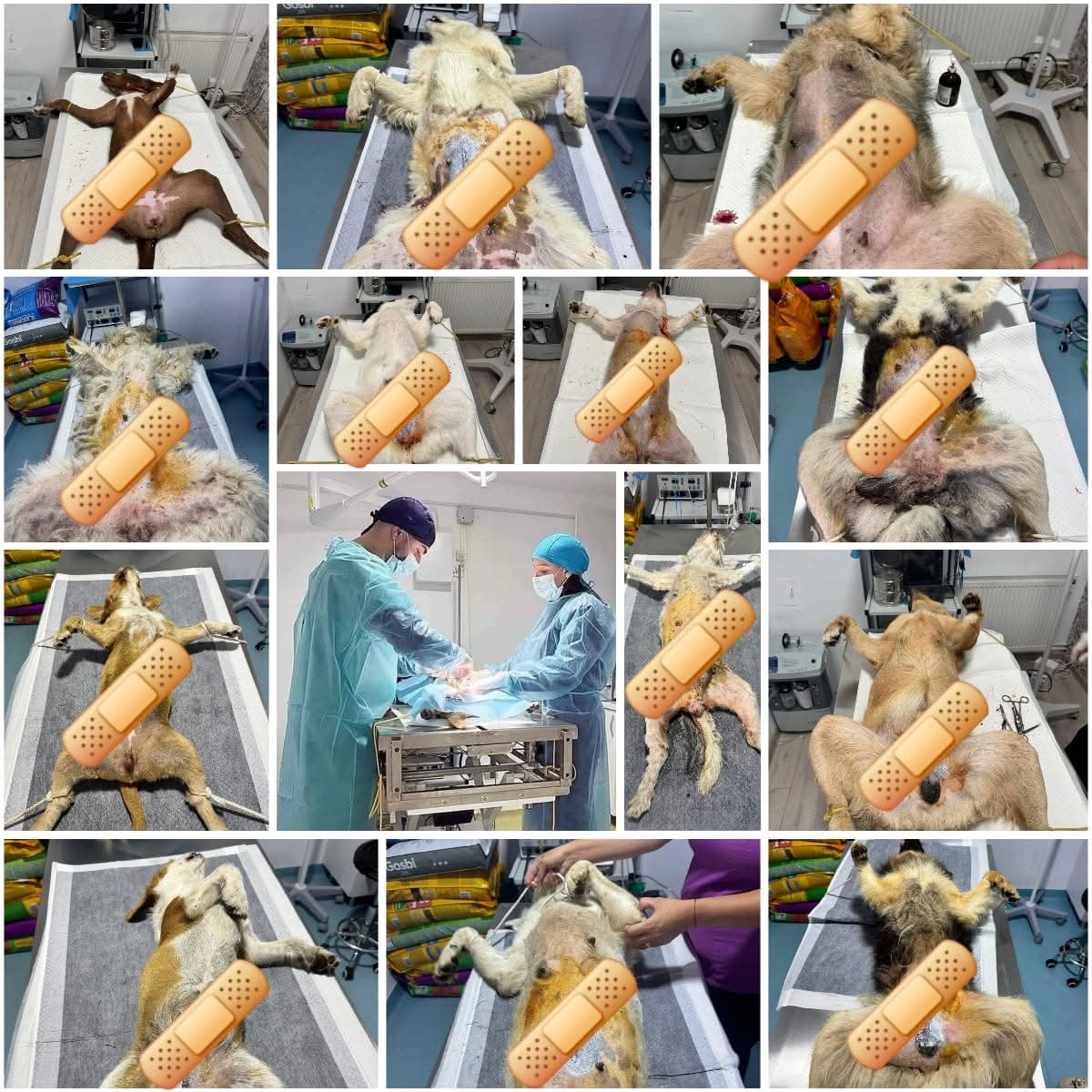 @Happy Paws Germany