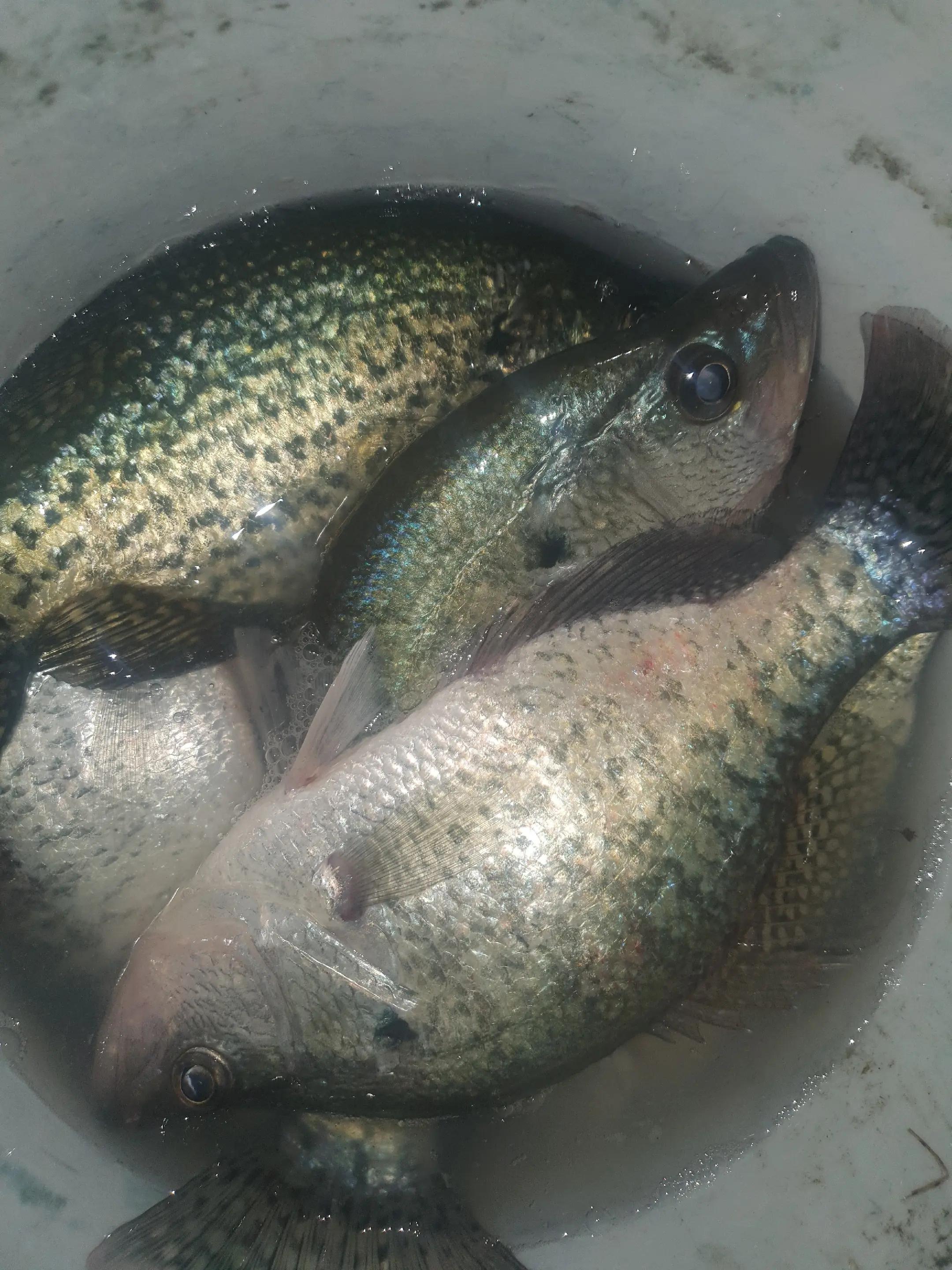 @BIGG BOYY FISHING