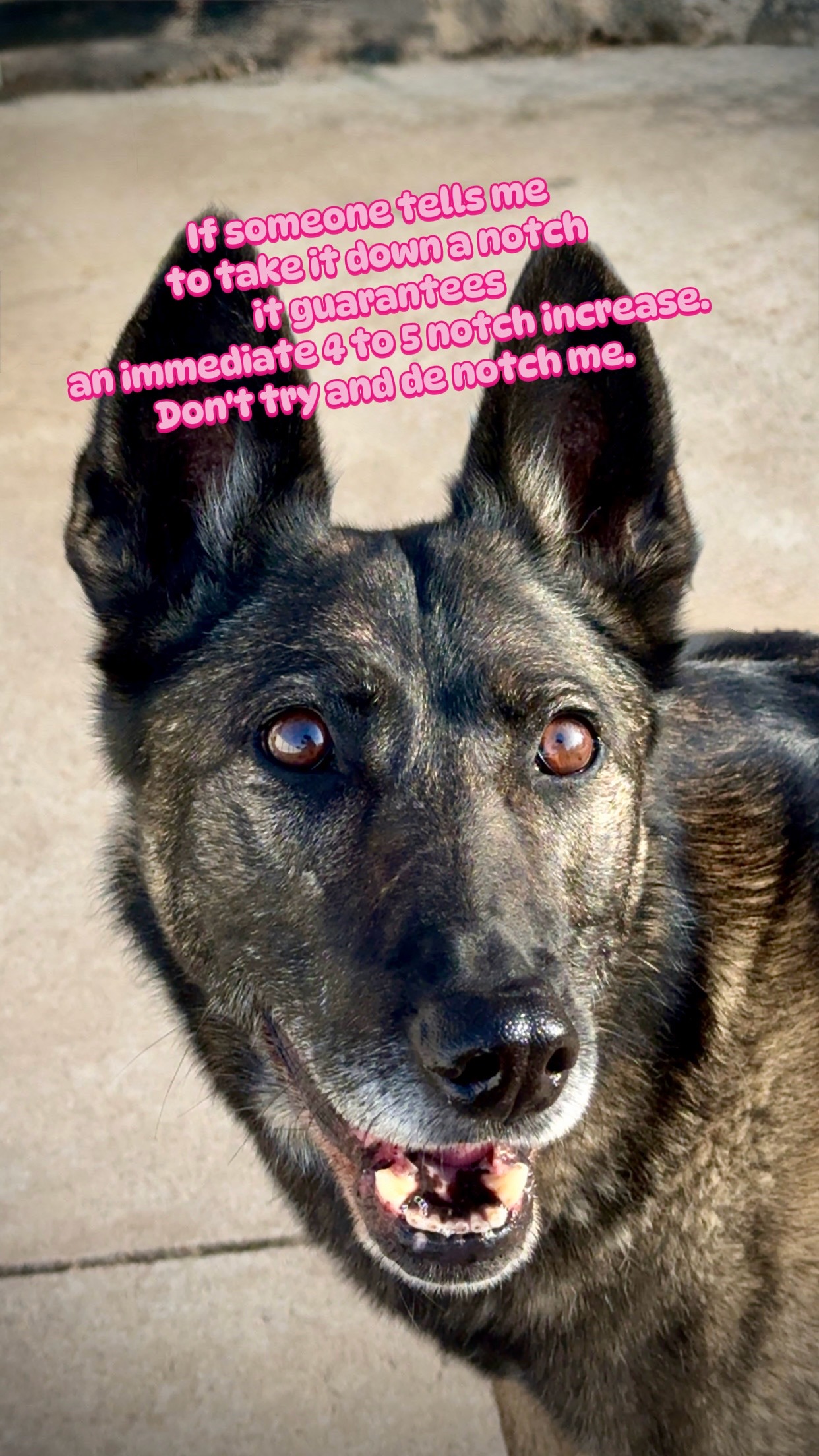 @K9 Dina