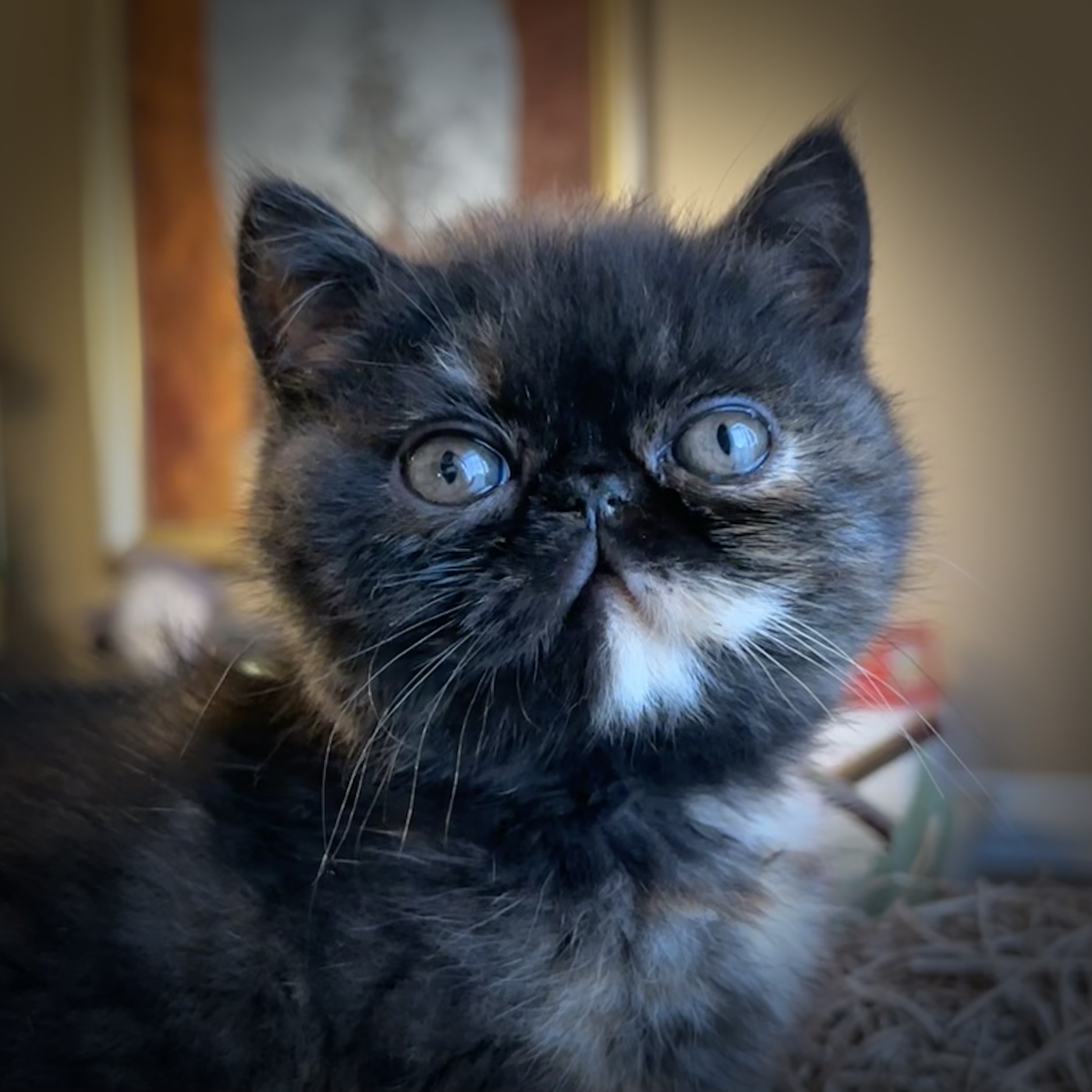 @KittyAmourCattery