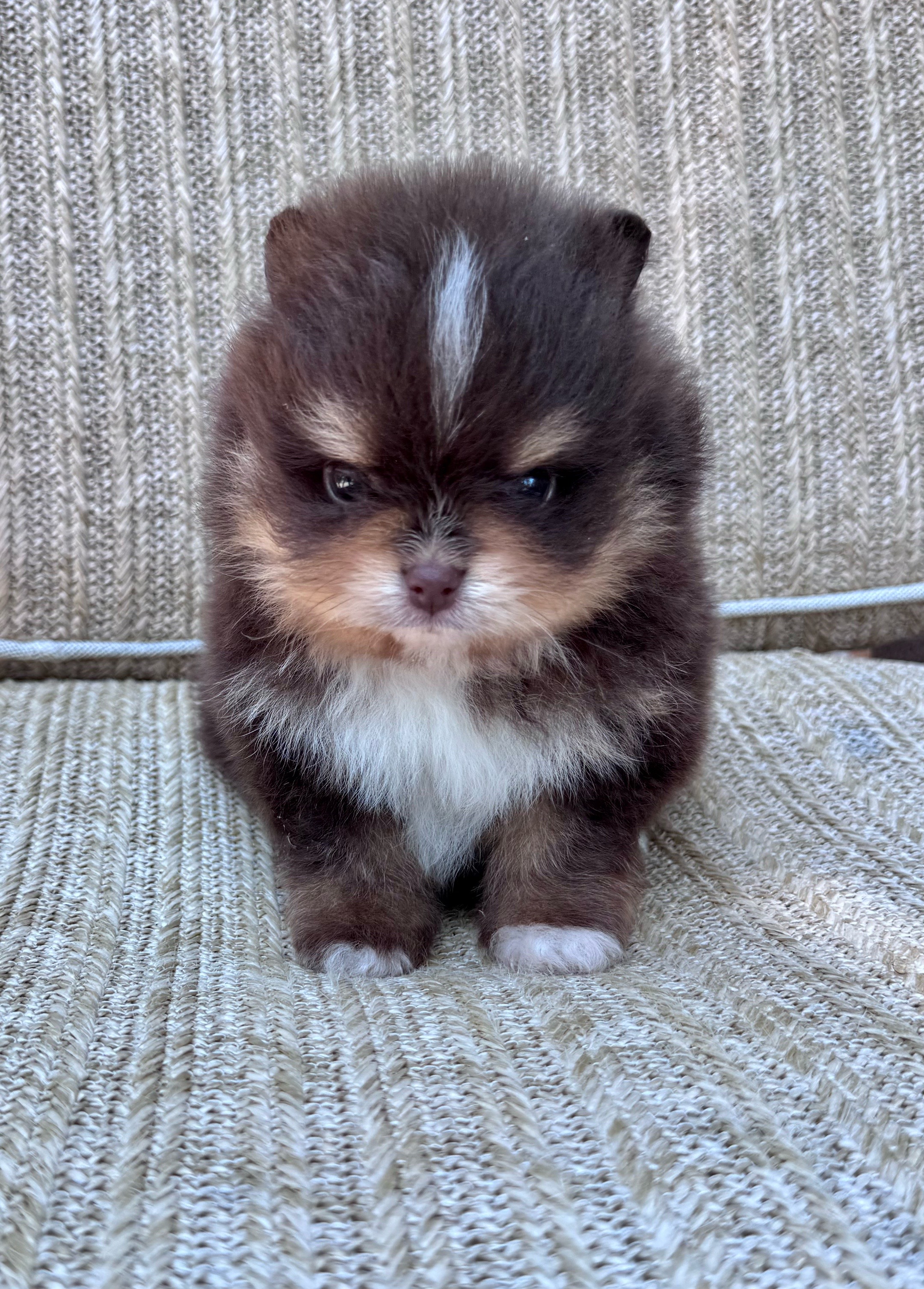@Fingerlakes Pomeranians