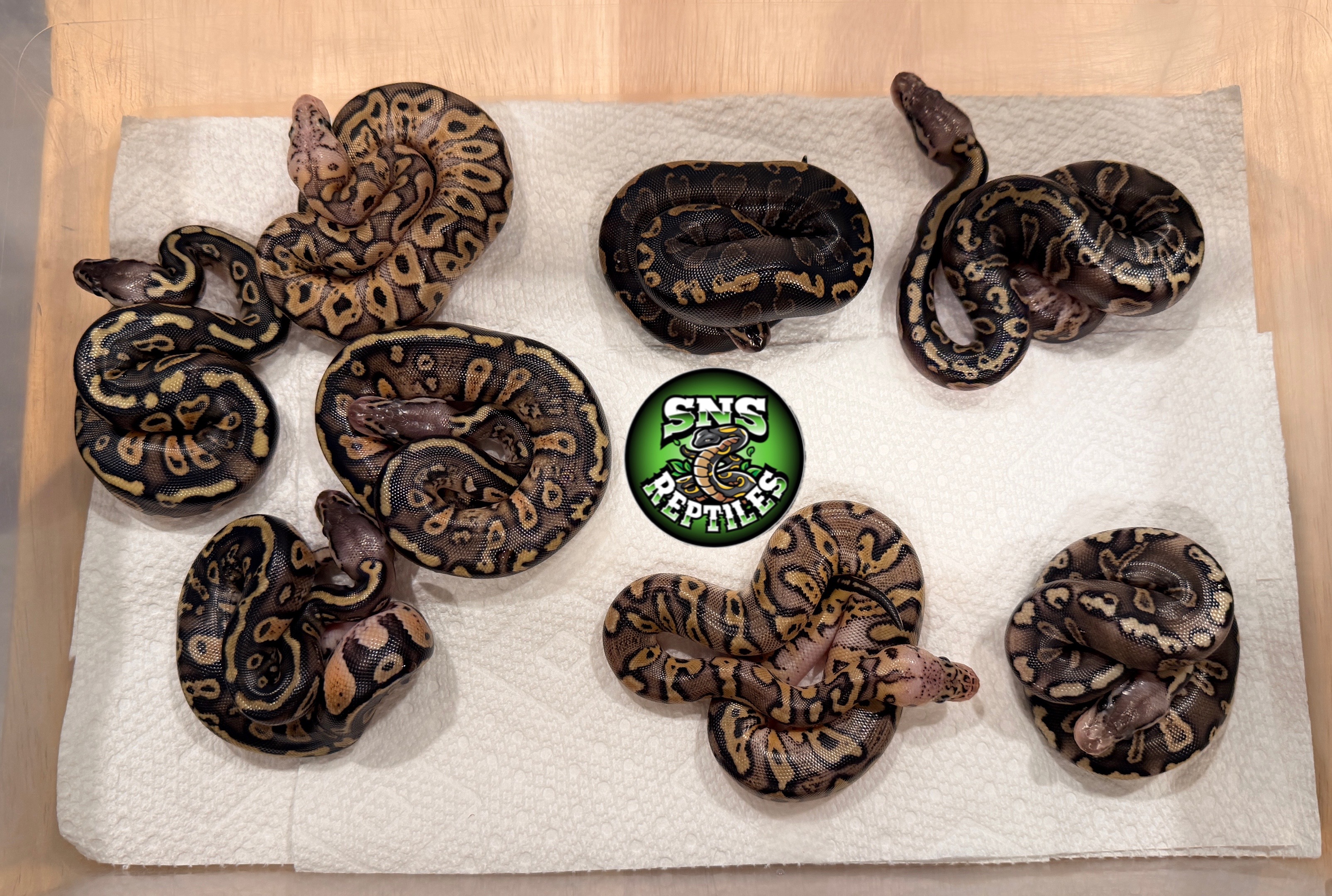 @SNS Reptiles