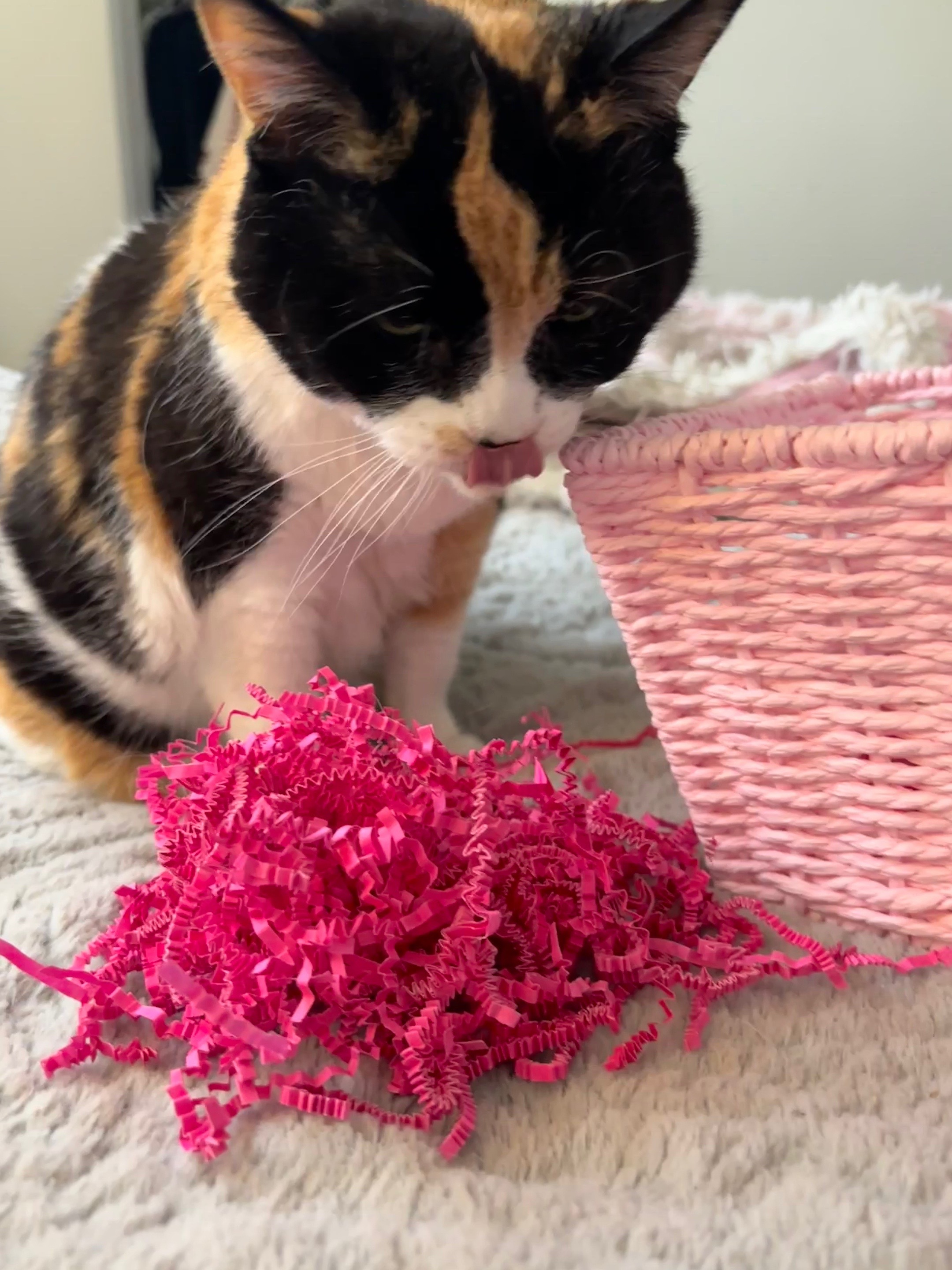 @Petal the kitty