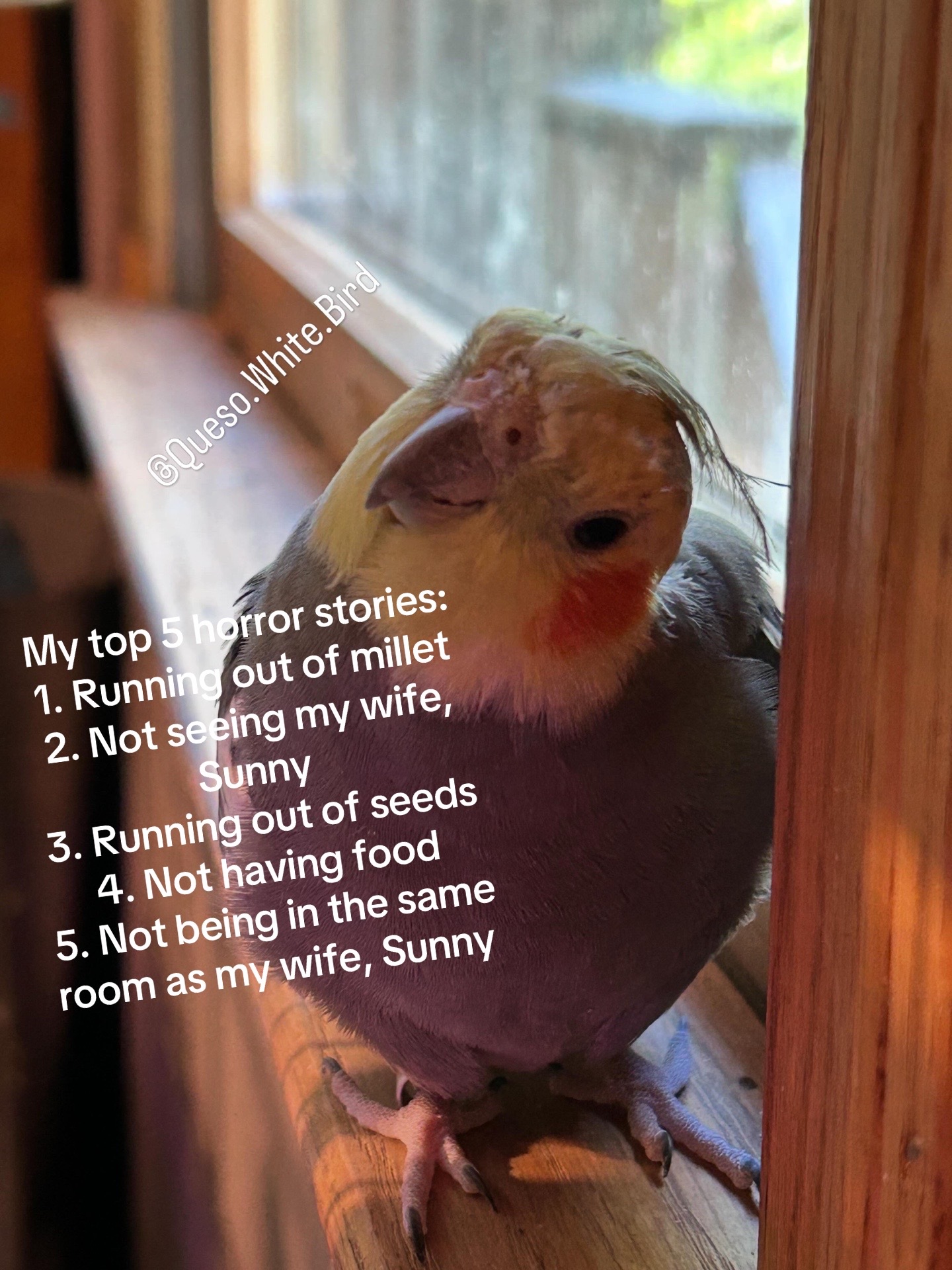 @Queso White Bird 🕊️