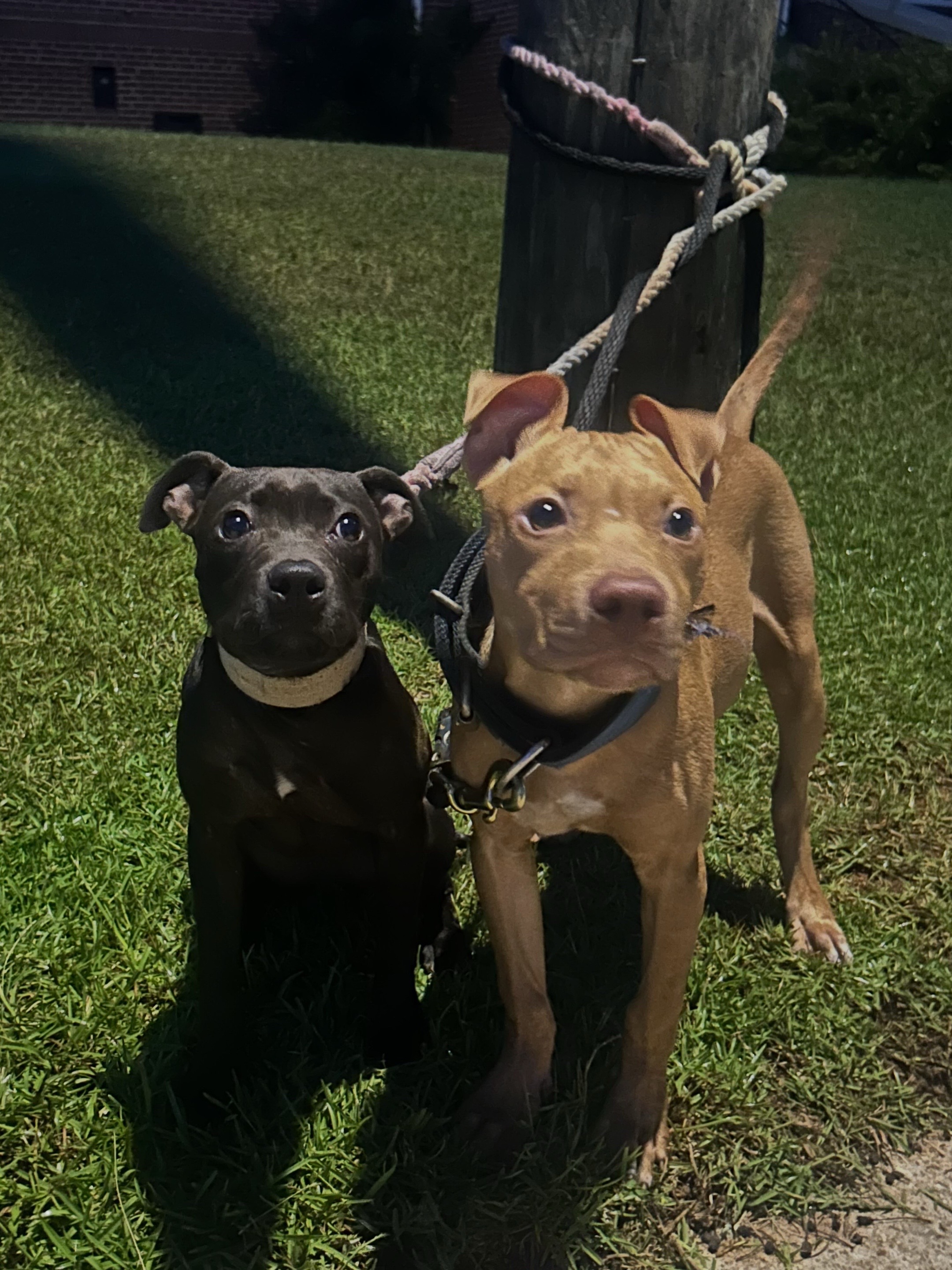 @Real Country Kennels