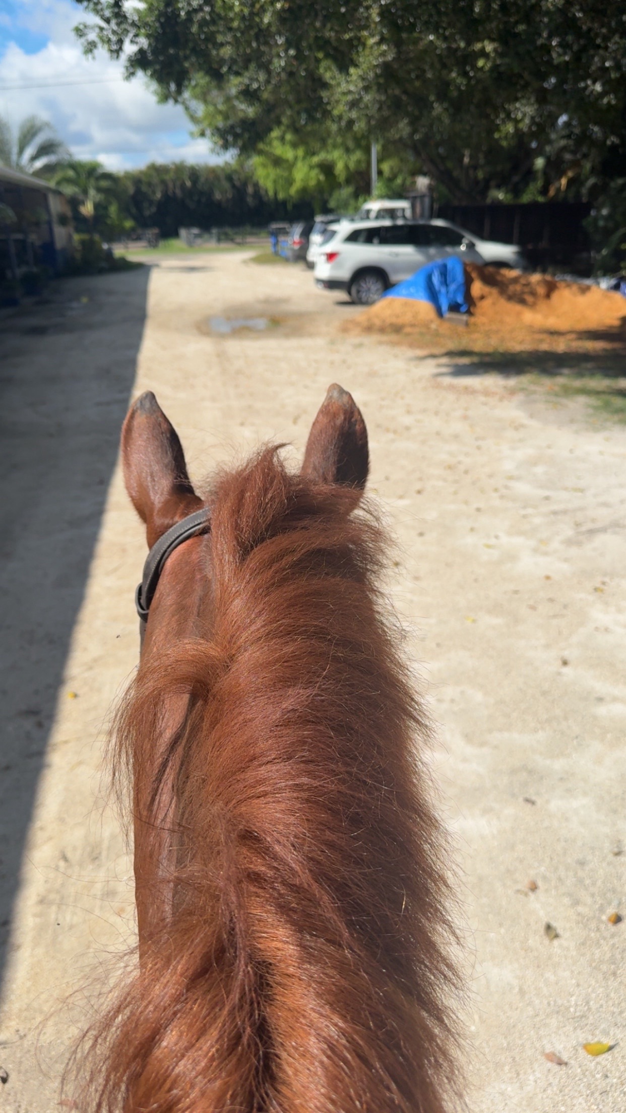 @Jordana🏒🐴