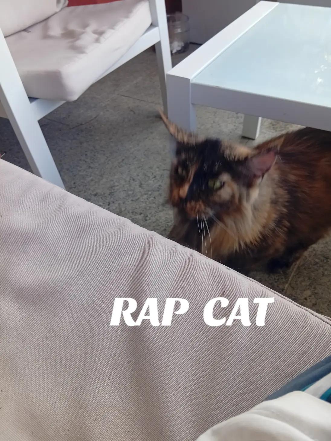 @RAP CAT