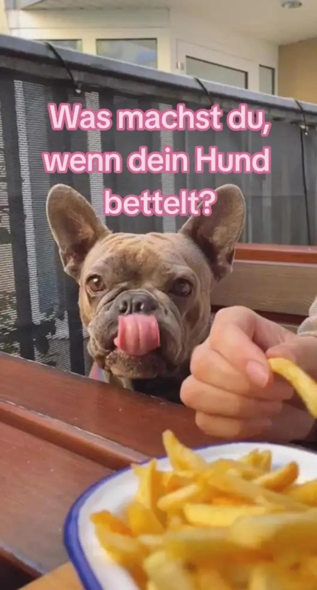 @FrenchieFrieda