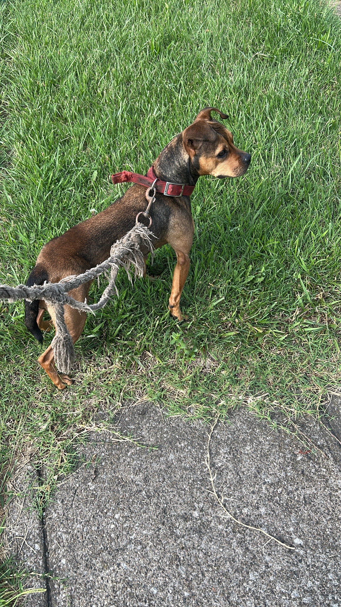 @themreal_hounds