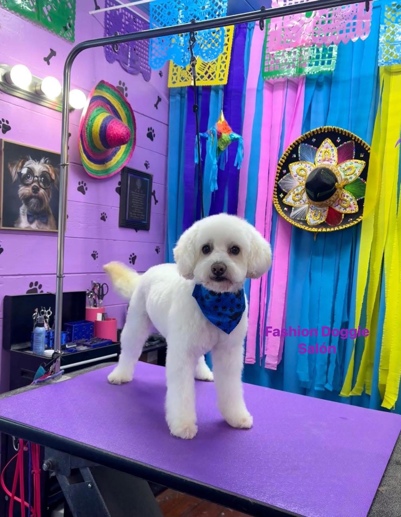 @fashion.doggie.salon