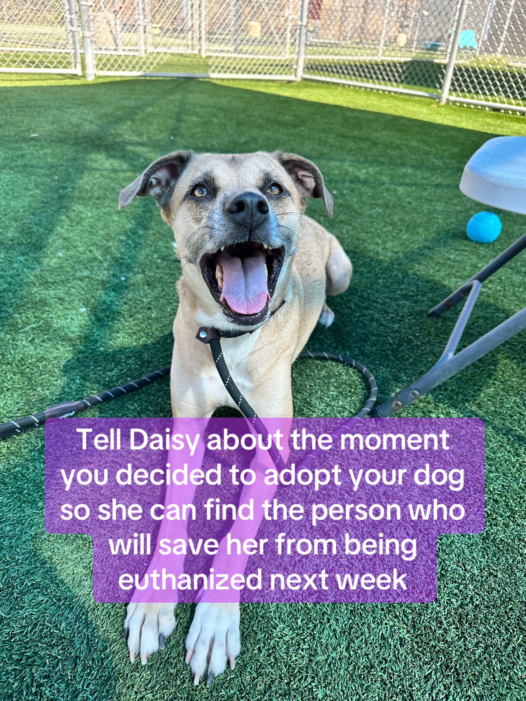 @✨shelter dog magic ✨