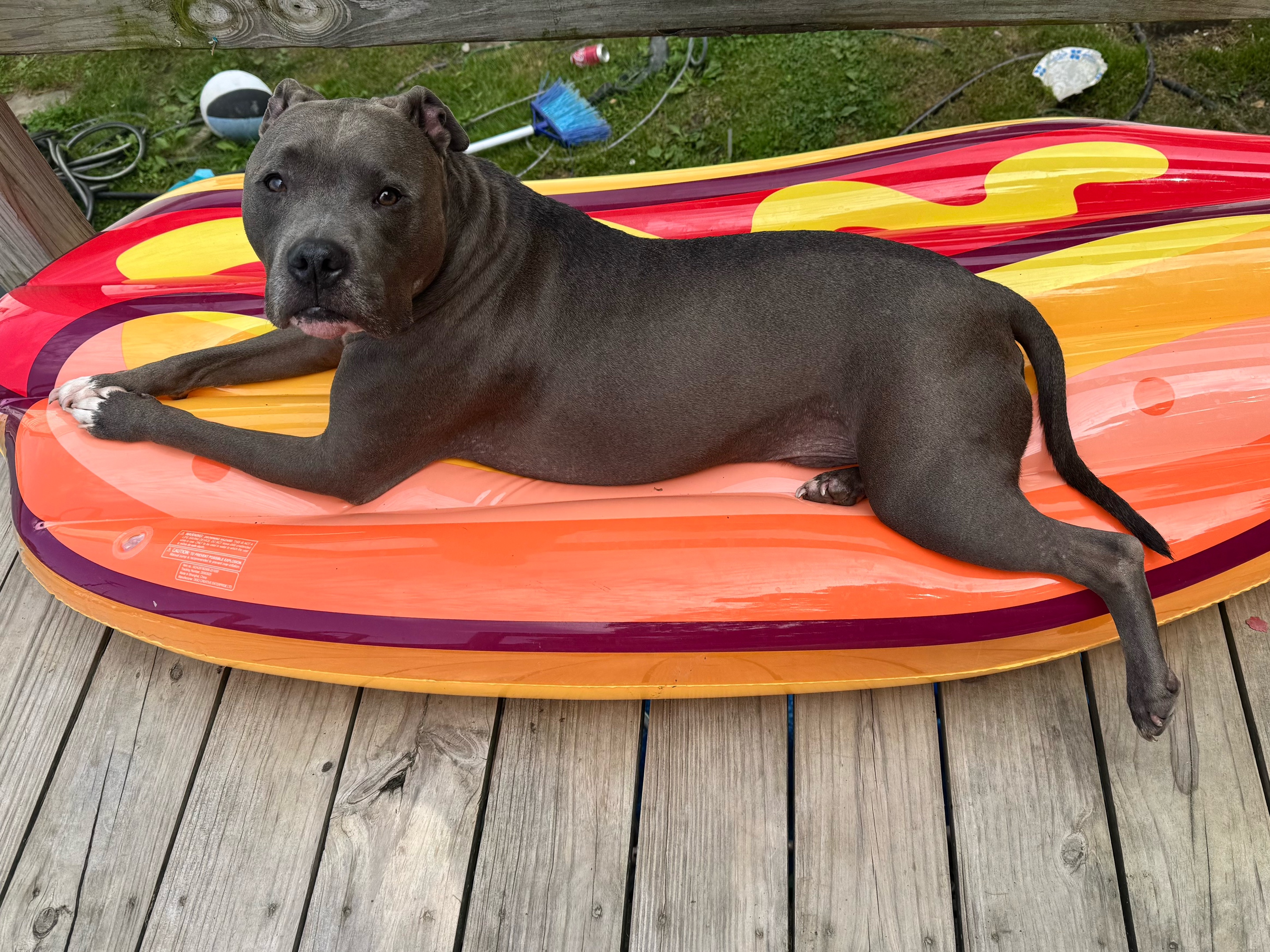@Pittie Mom