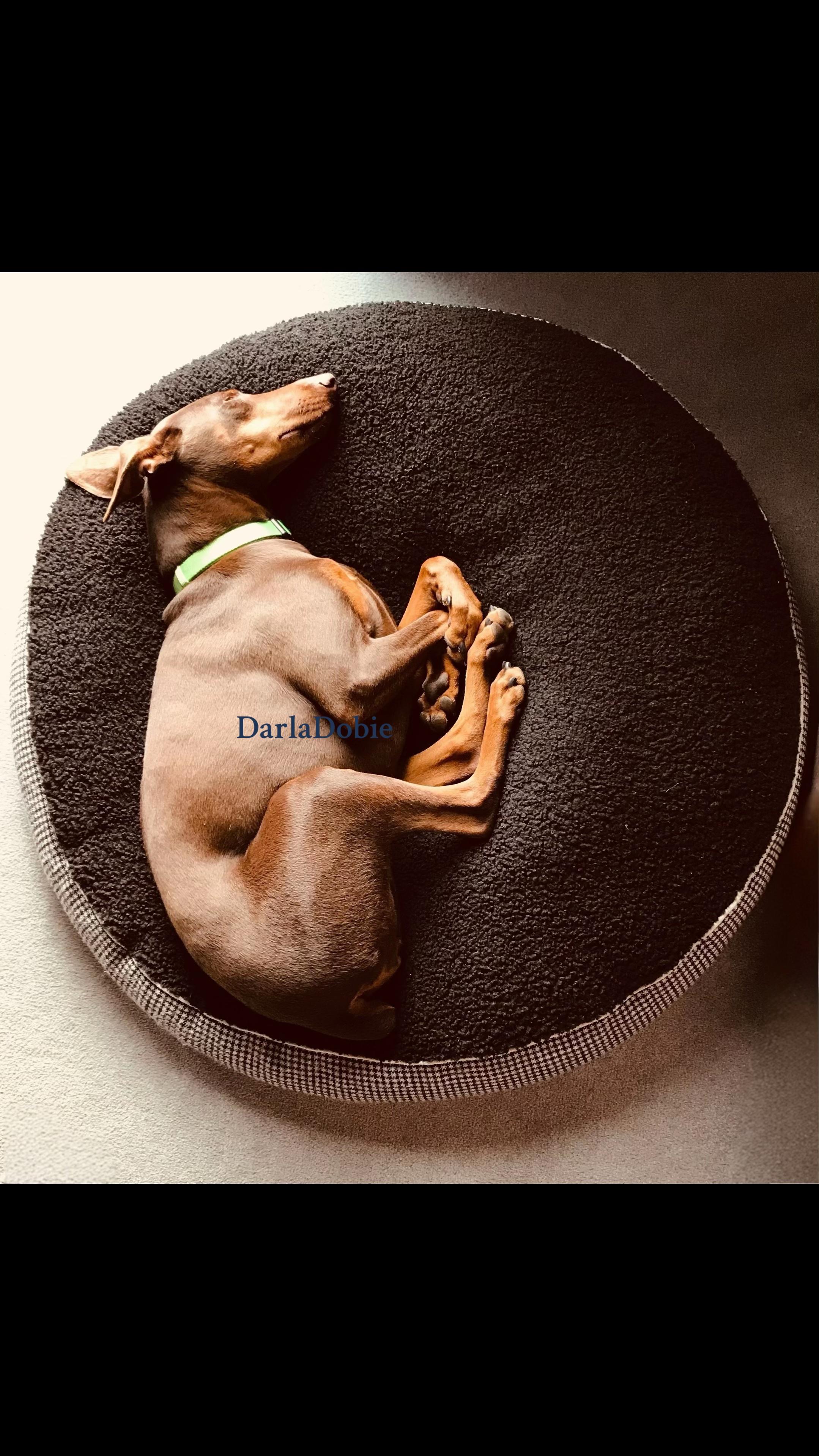 @DarlaDobie