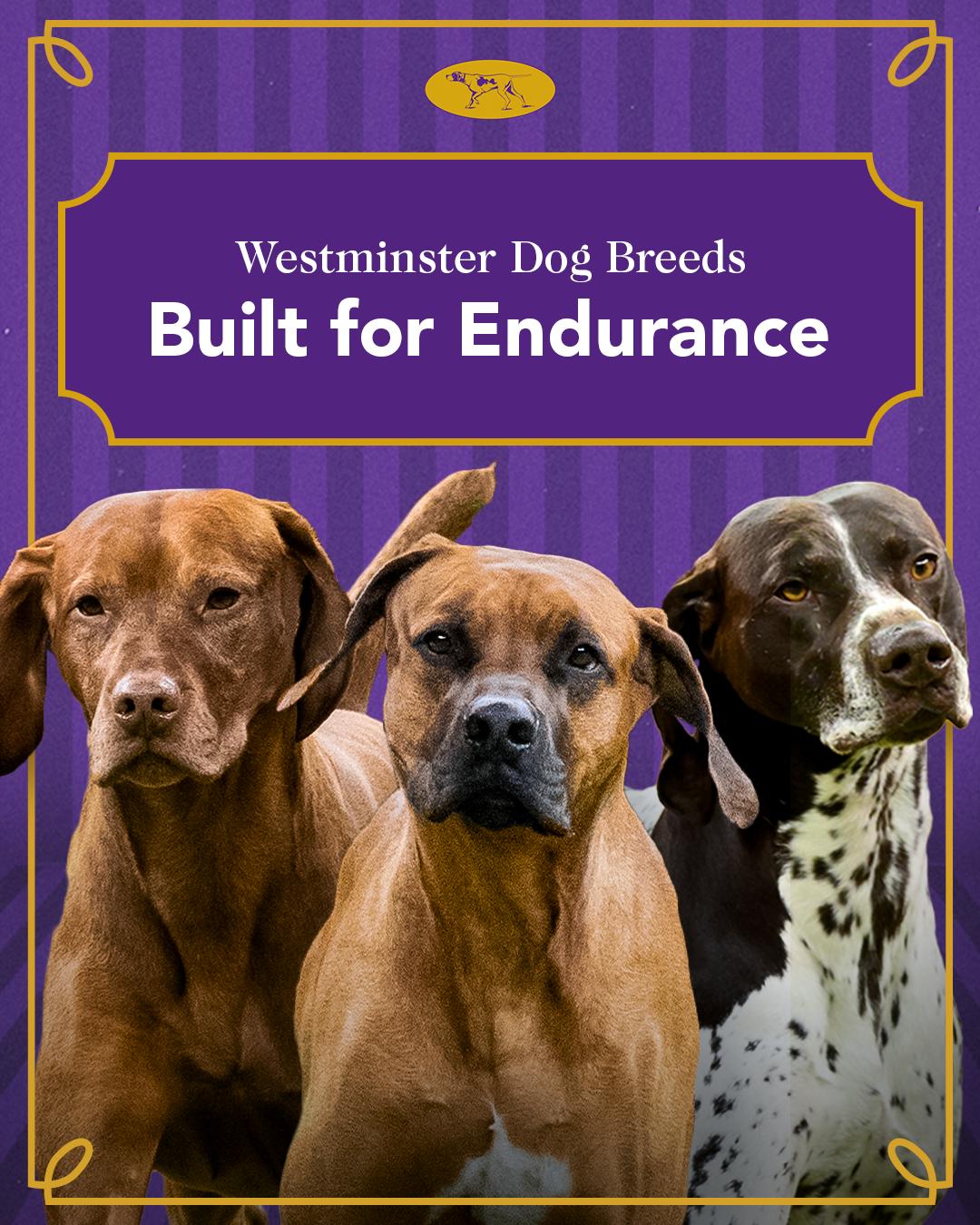 @Westminster Kennel Club