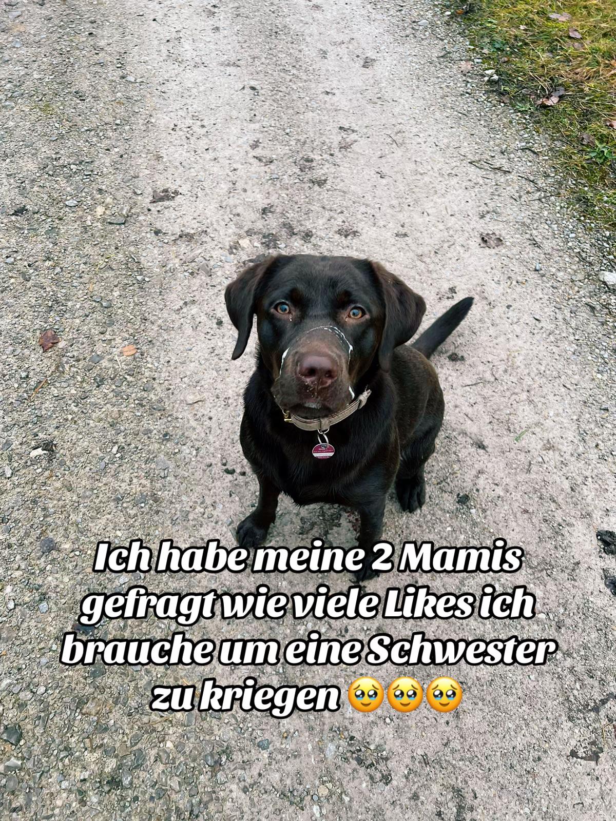 @Nala_thechocolab
