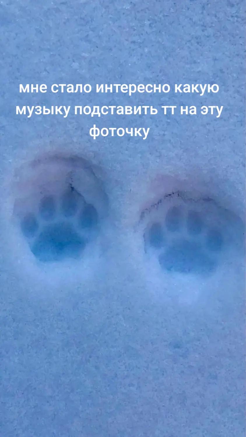 @warsik_kot