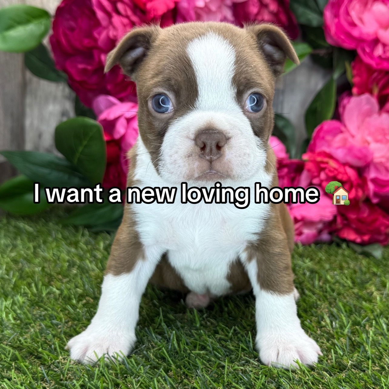 @Boston terriers puppies