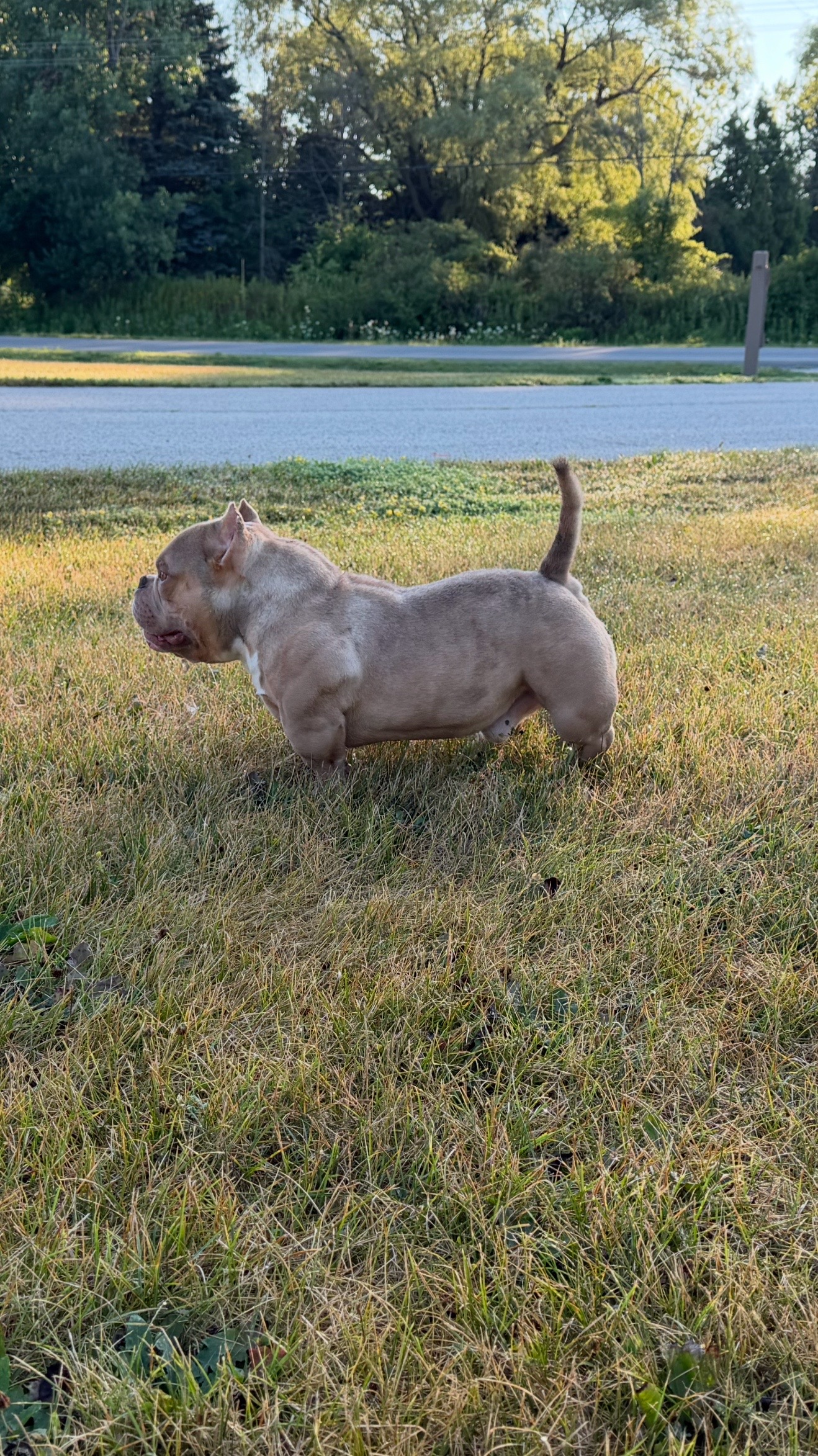@🐾PT_920bullies🐾