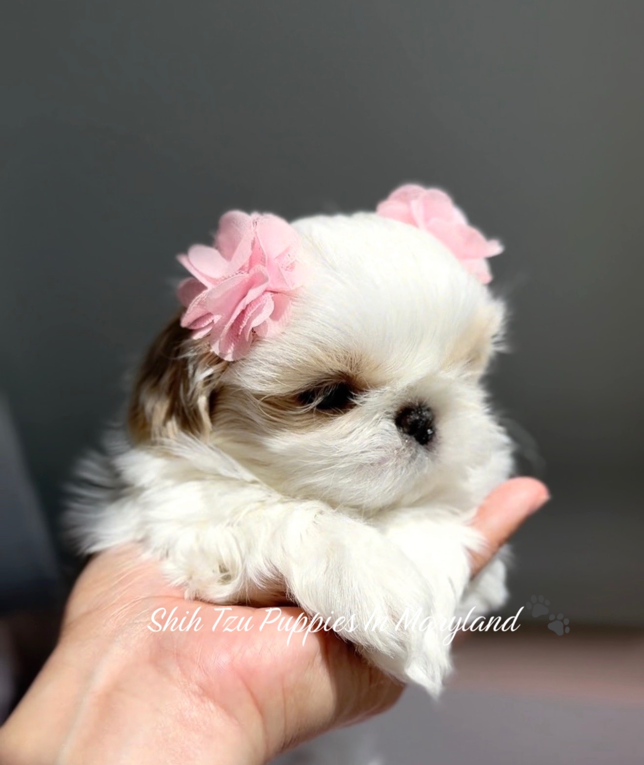 @Shih Tzu Puppies in Maryland