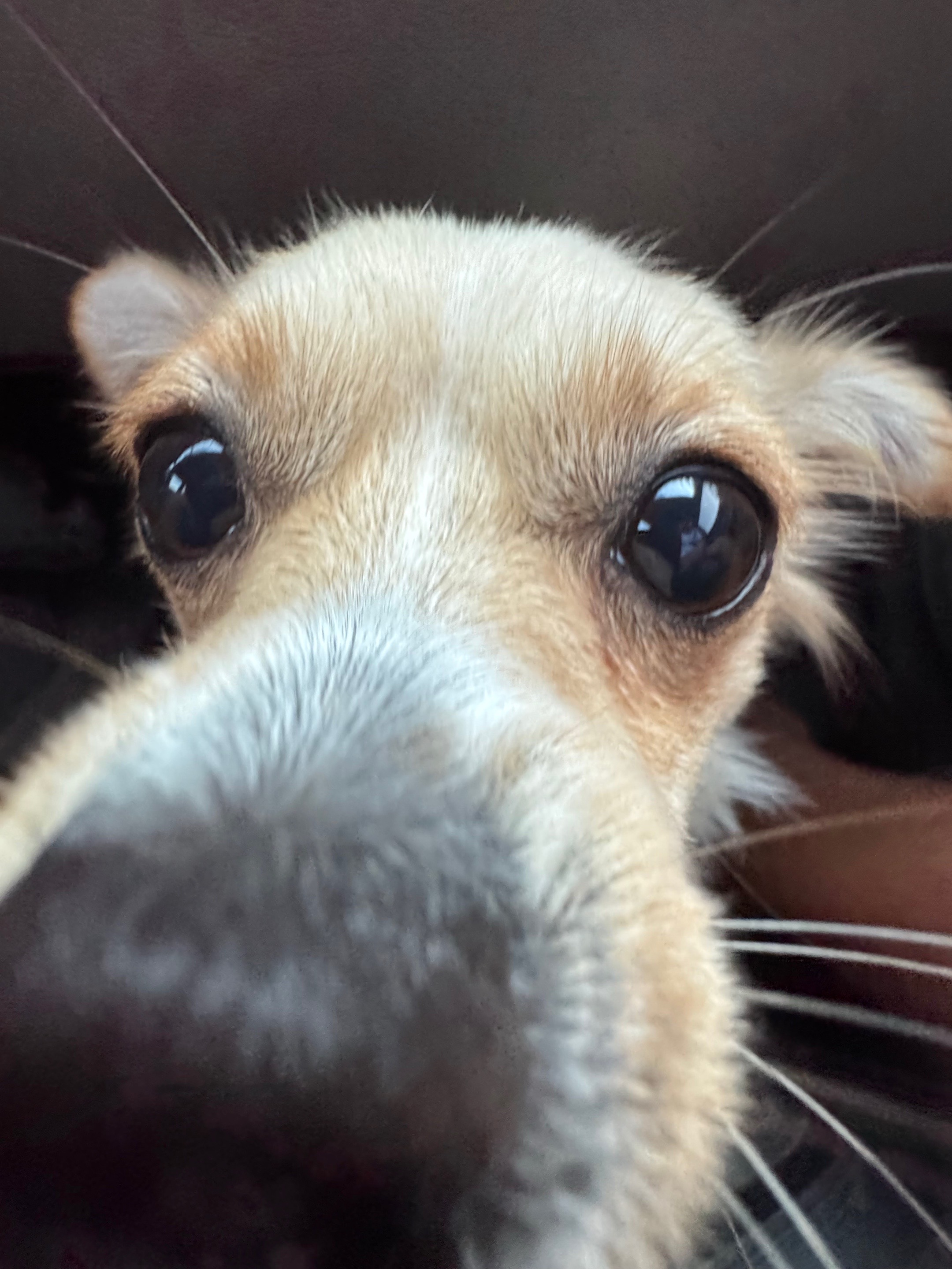 @🐕🐾MayaTheChihuahua🐾🐕