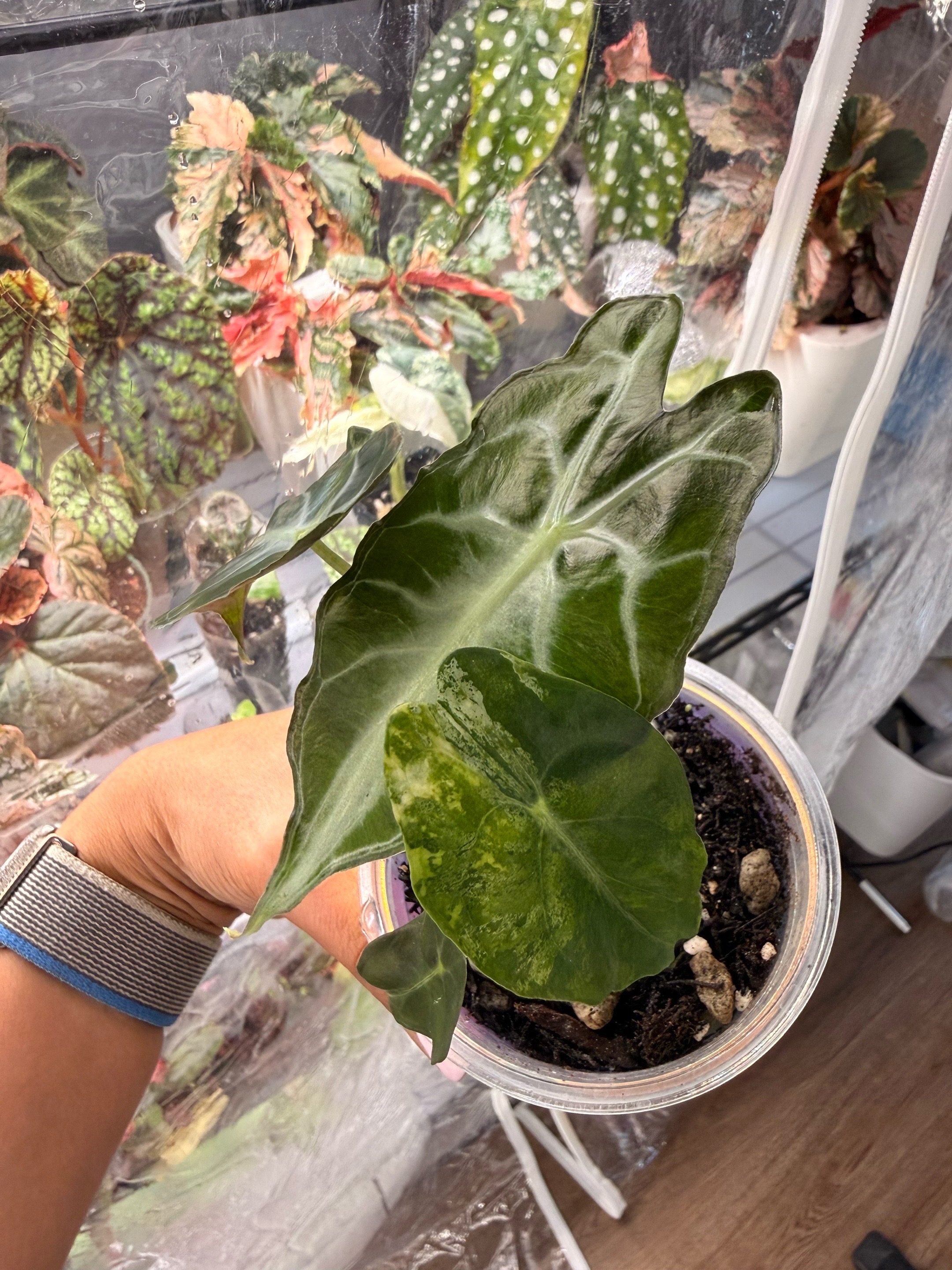 @Moon Root Magic Plant House