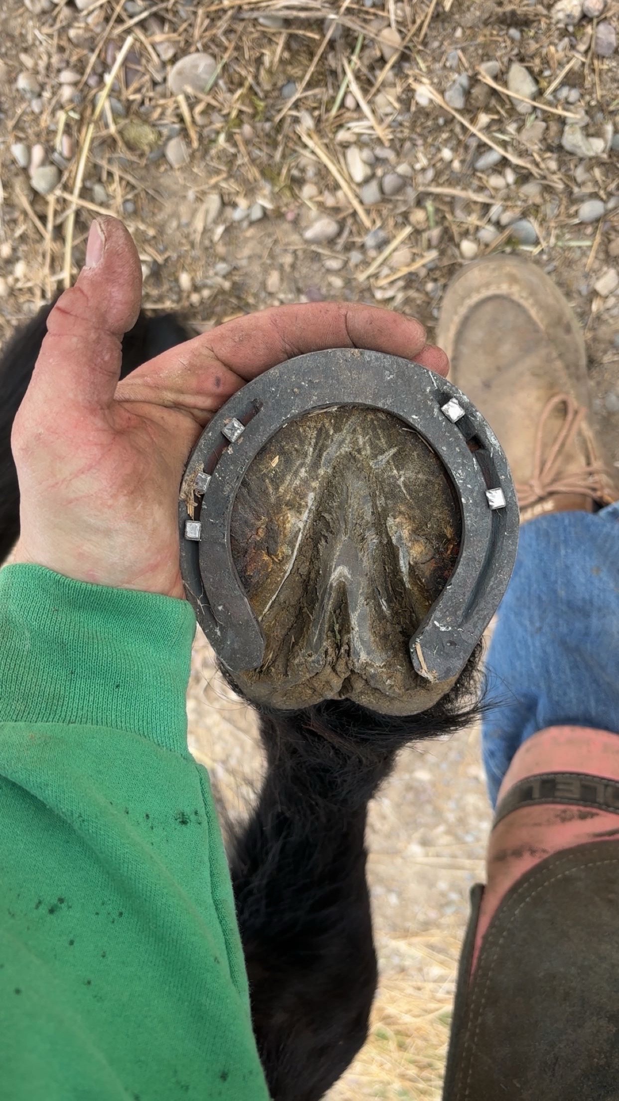 @bar_diamond_farrier