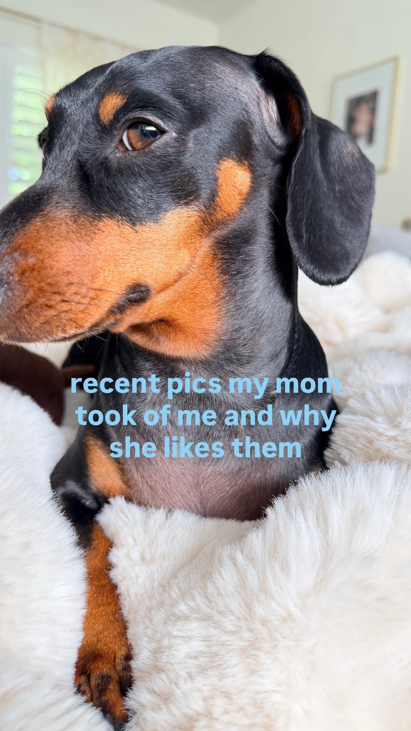 @Penny the Dachshund
