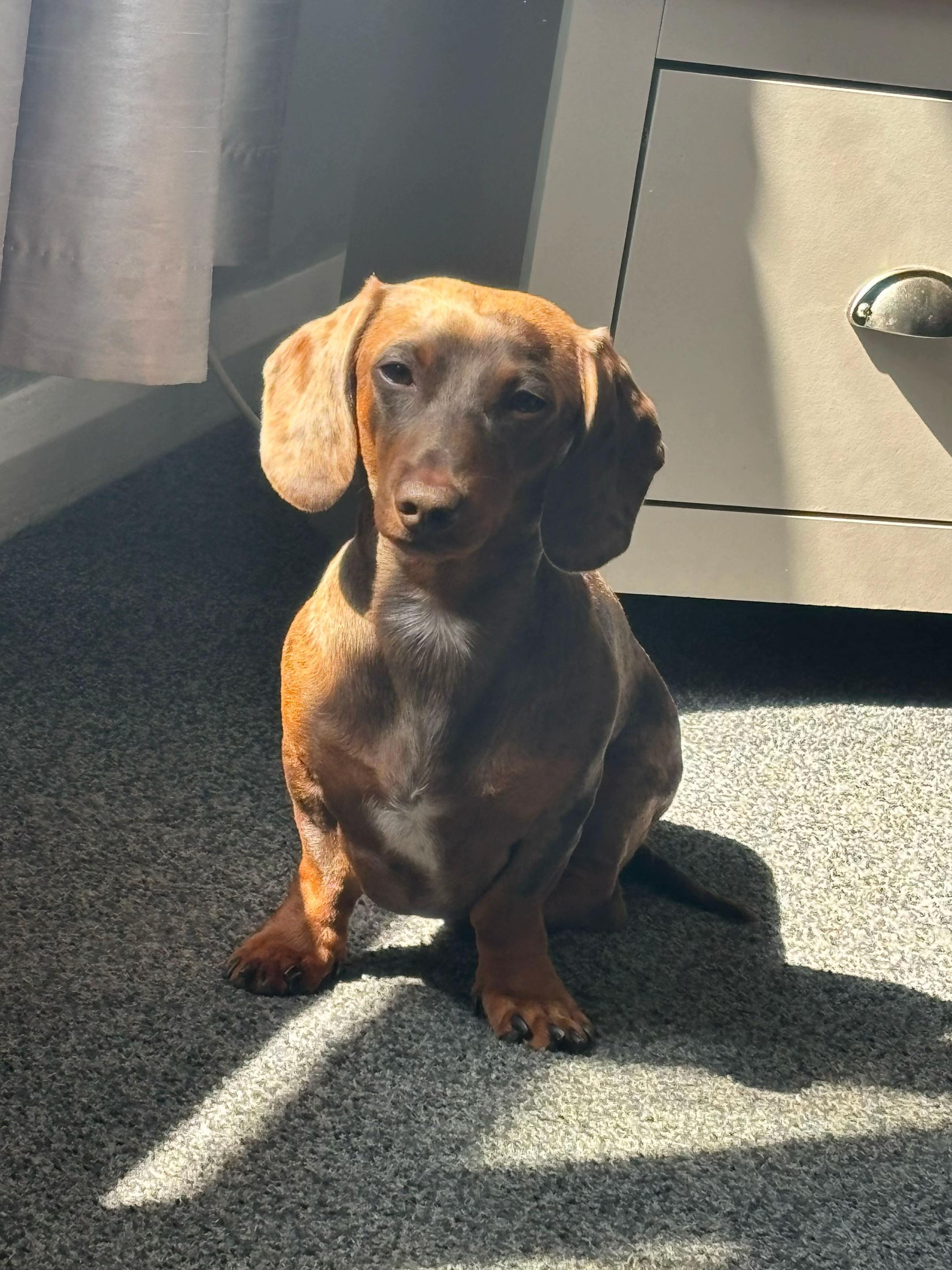 @marleythesausagedog