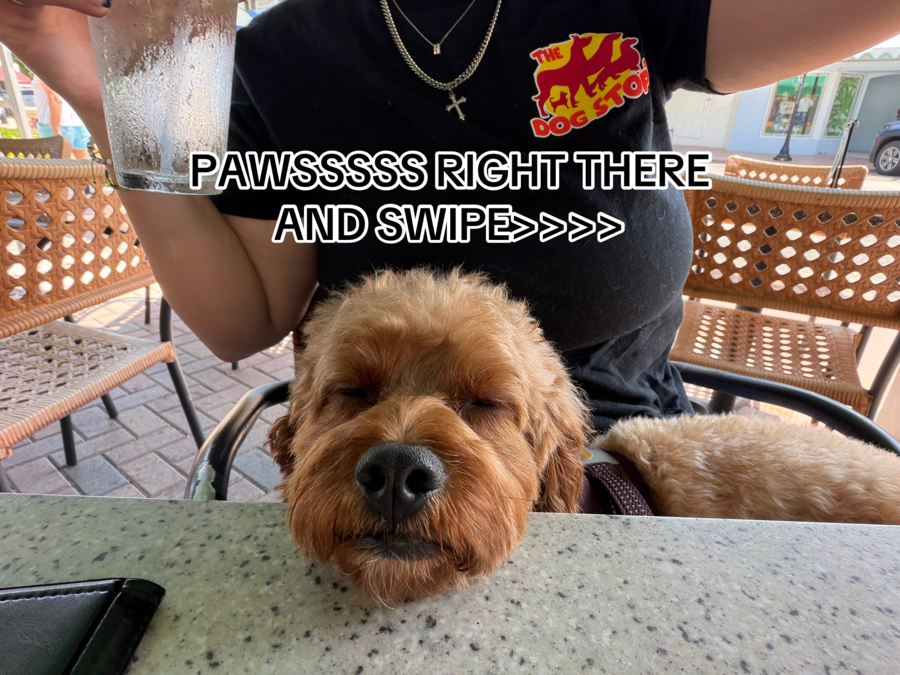 @The Dog Stop, Stuart FL๐๐พ๐