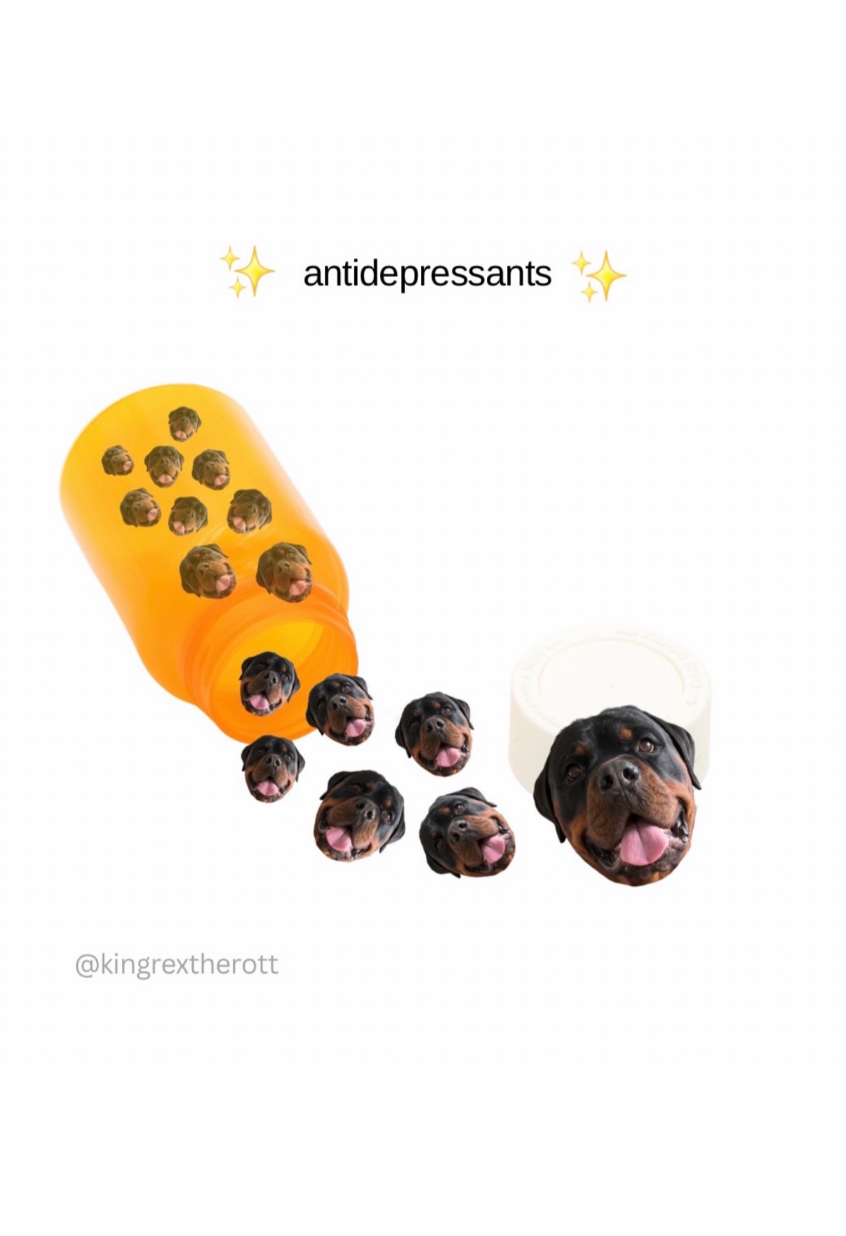 @Rex the Rottweiler
