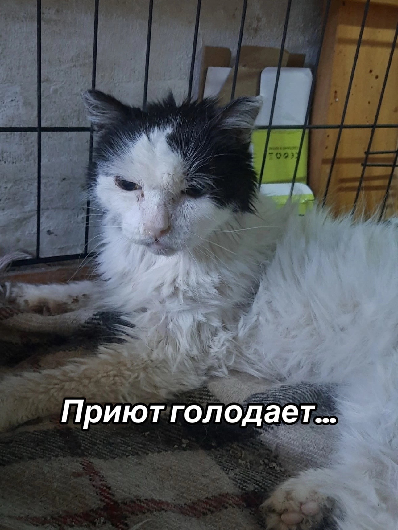 @Приют для животных Потеряшка