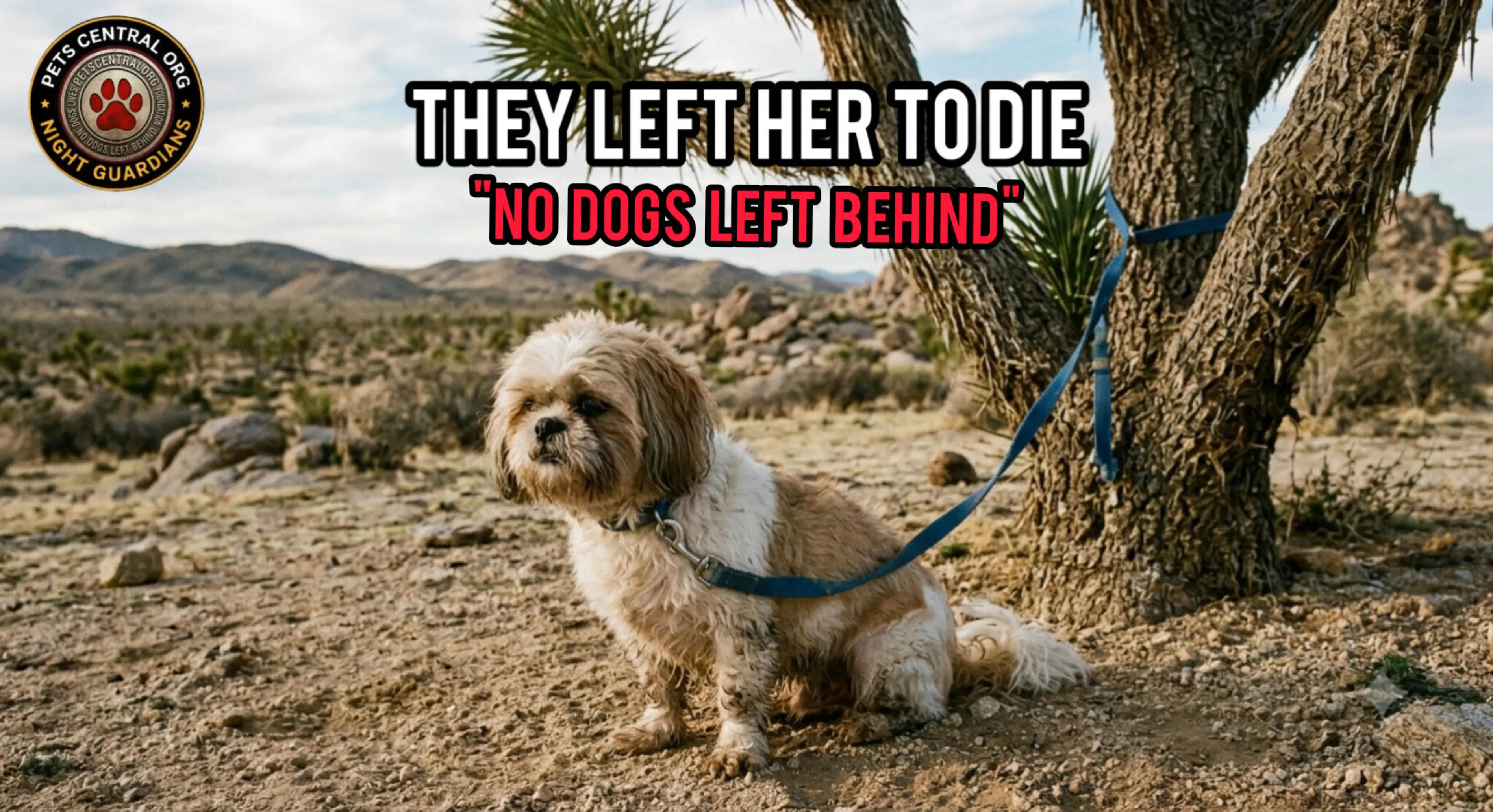 @Petscentralorg DLM Foundation