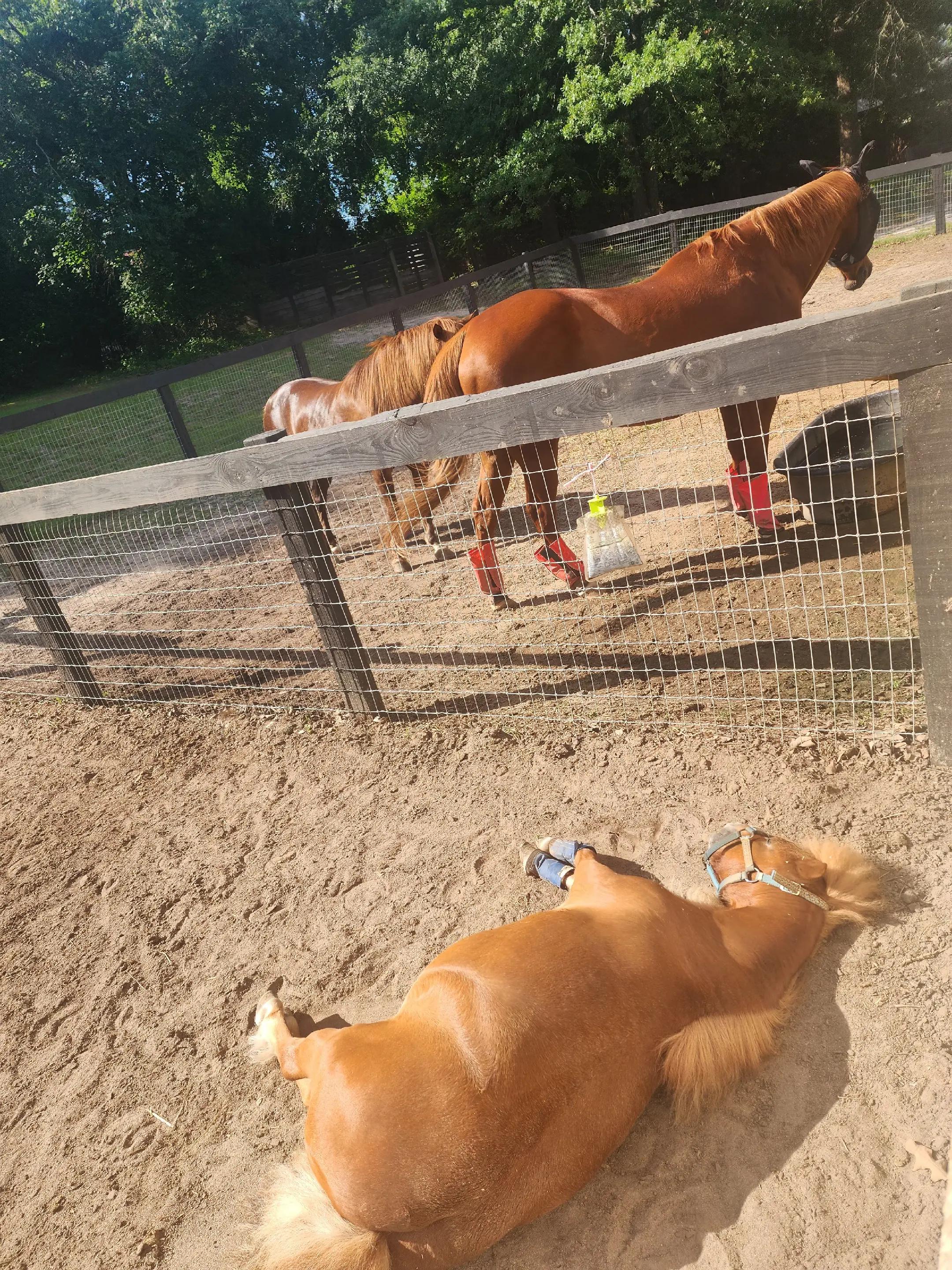 @Almost Perfect Acres