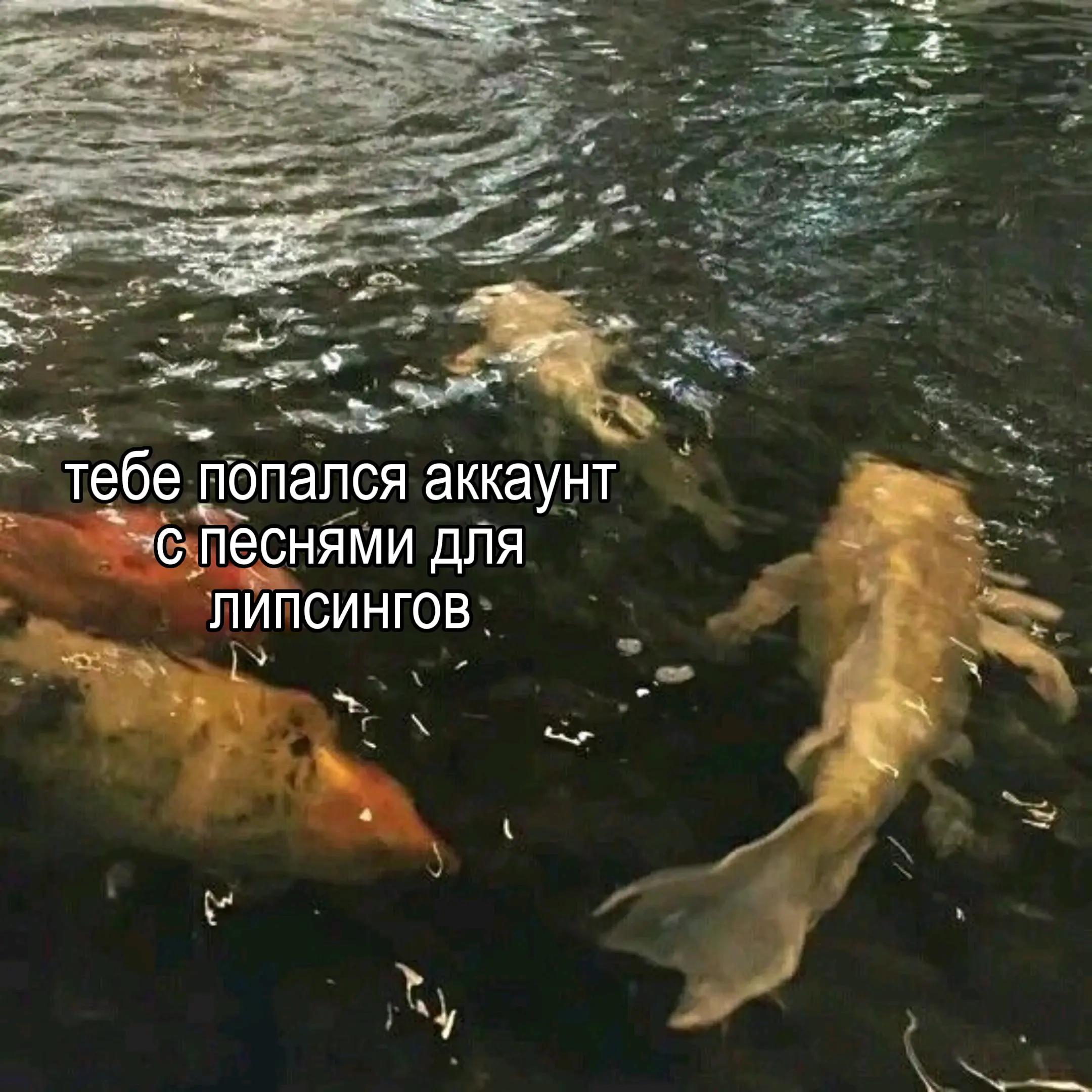 @песни для липсингов