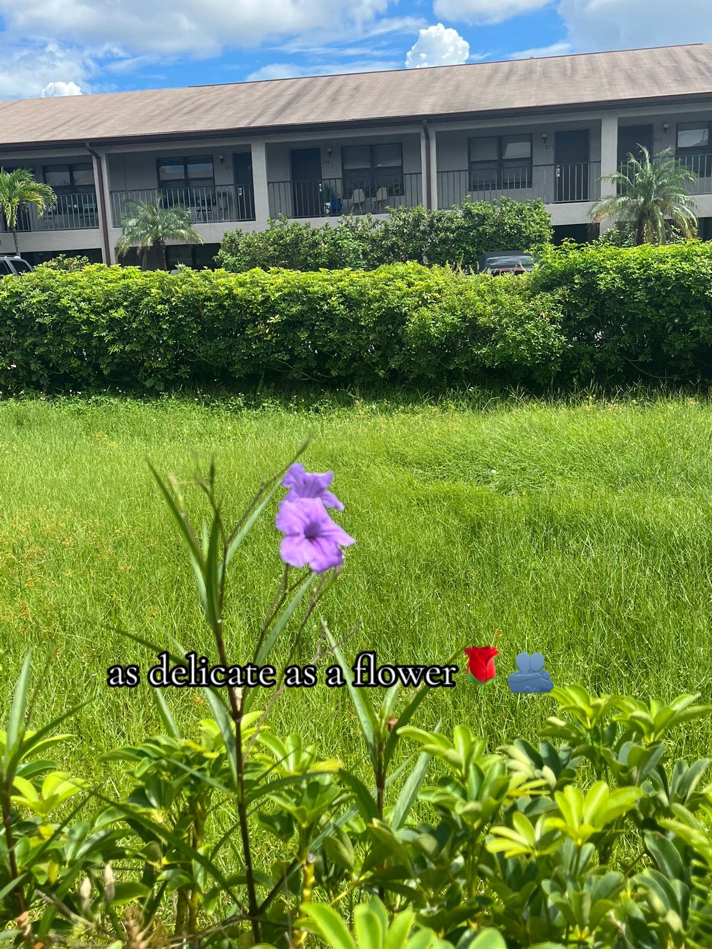 @Auset Het-Heru🦁🌹☀️✨