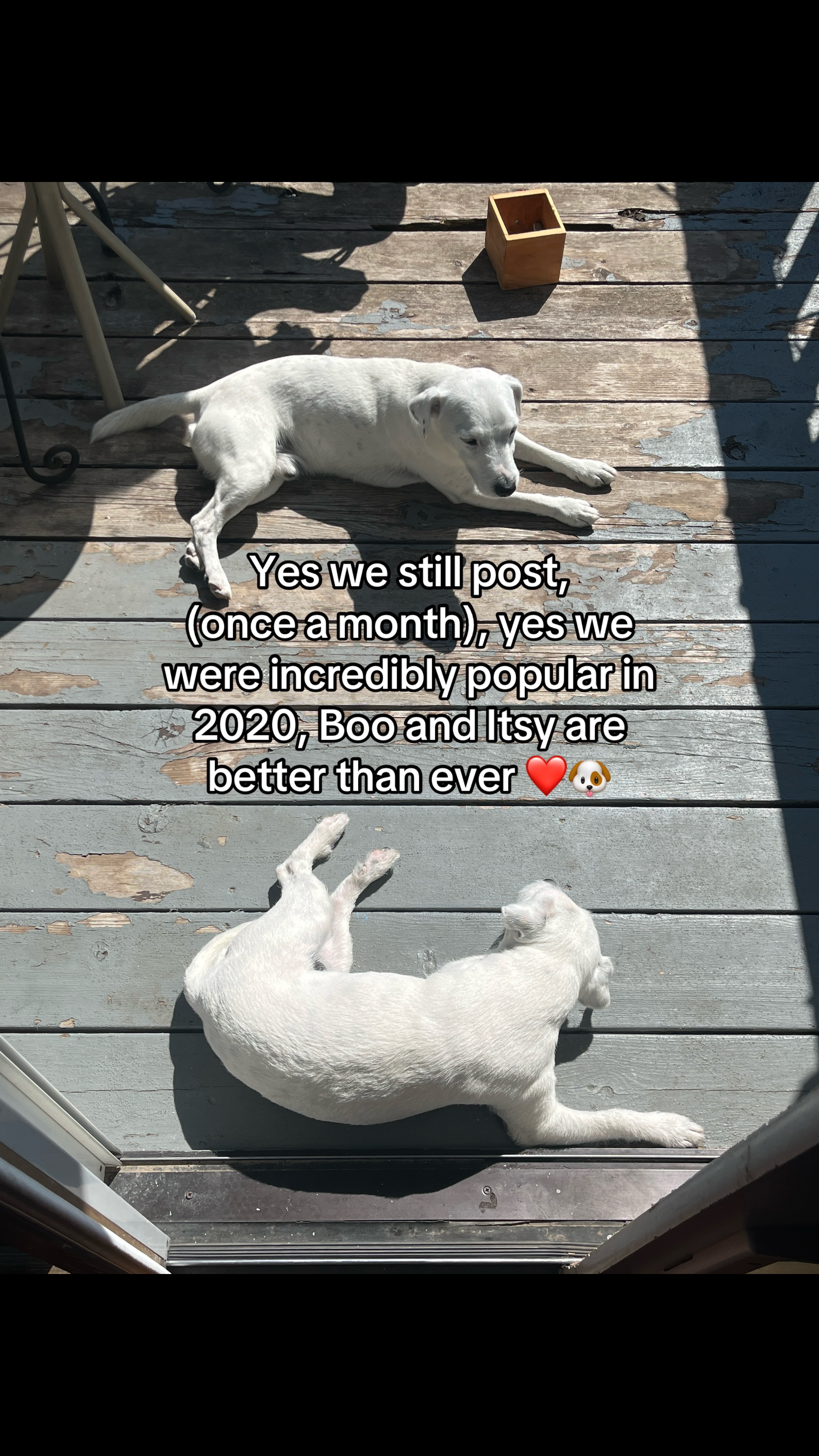 @A dog and his owner