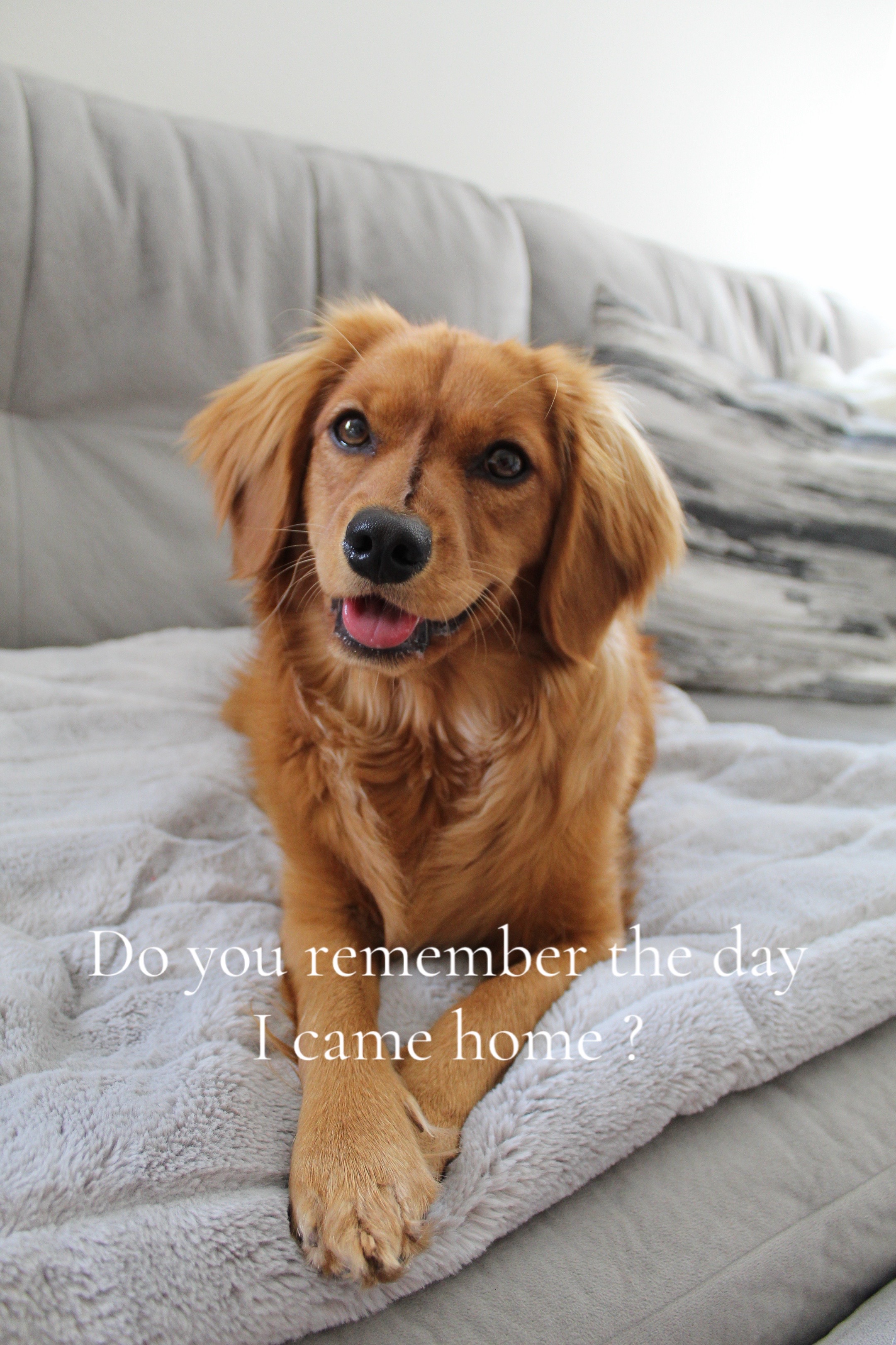 @Sage | Mini Golden Retriever