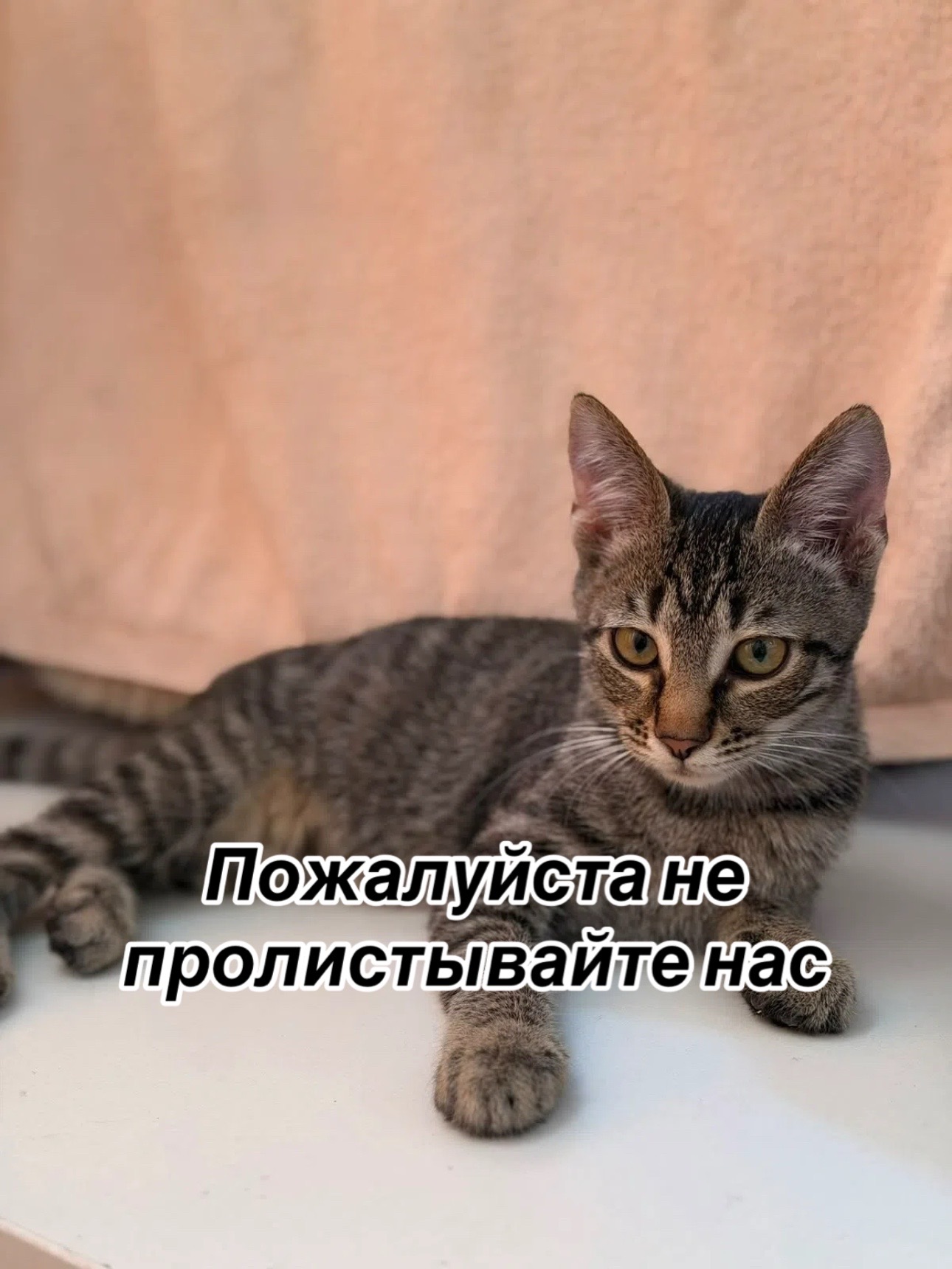 @Приют Потеряшка