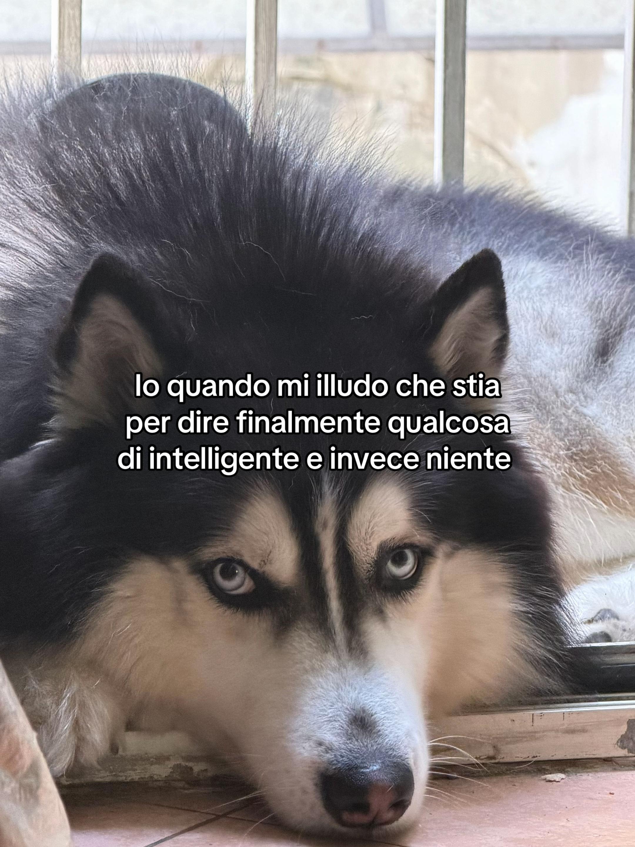 @Sarastamati