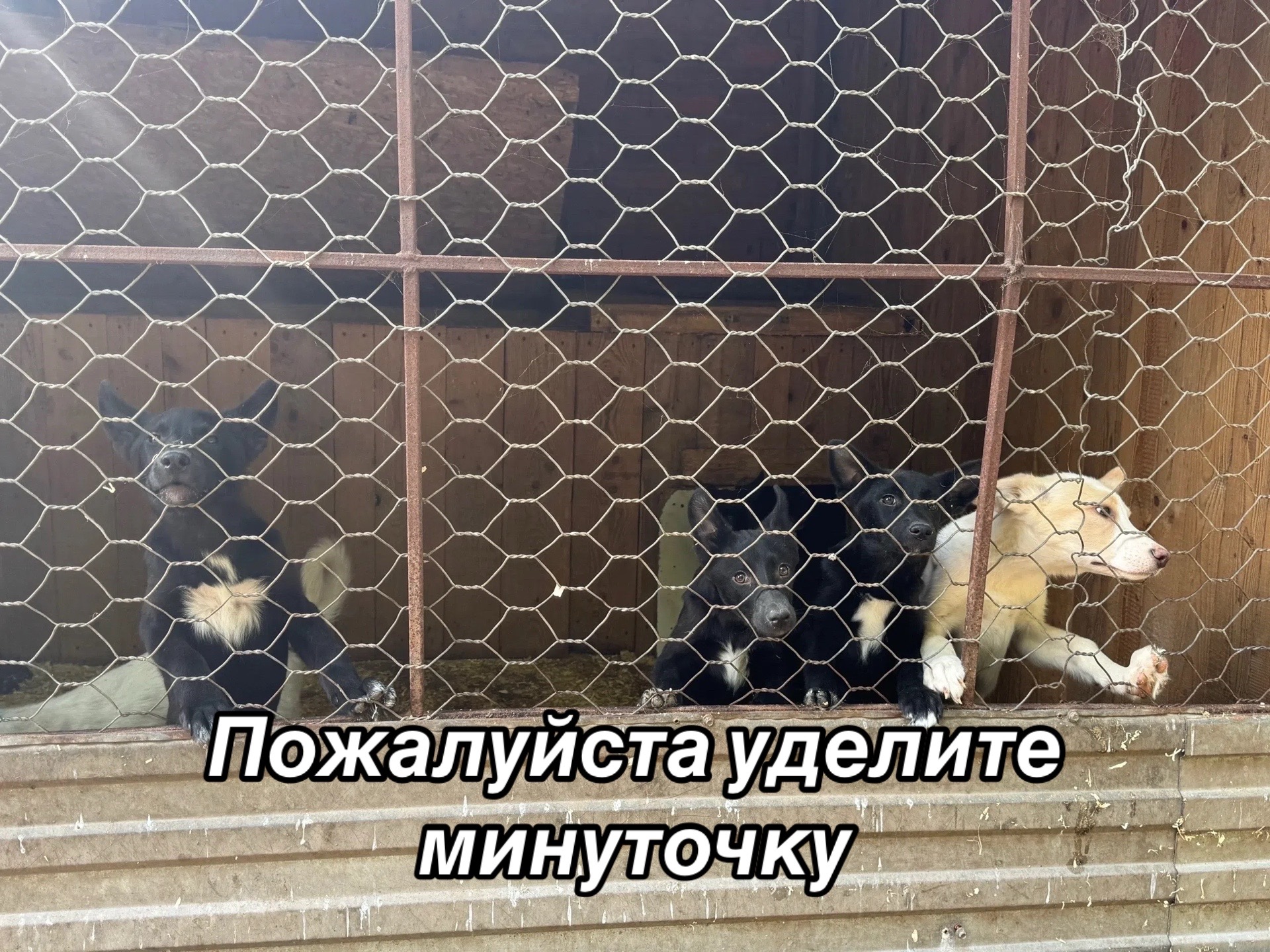 @Приют Потеряшка