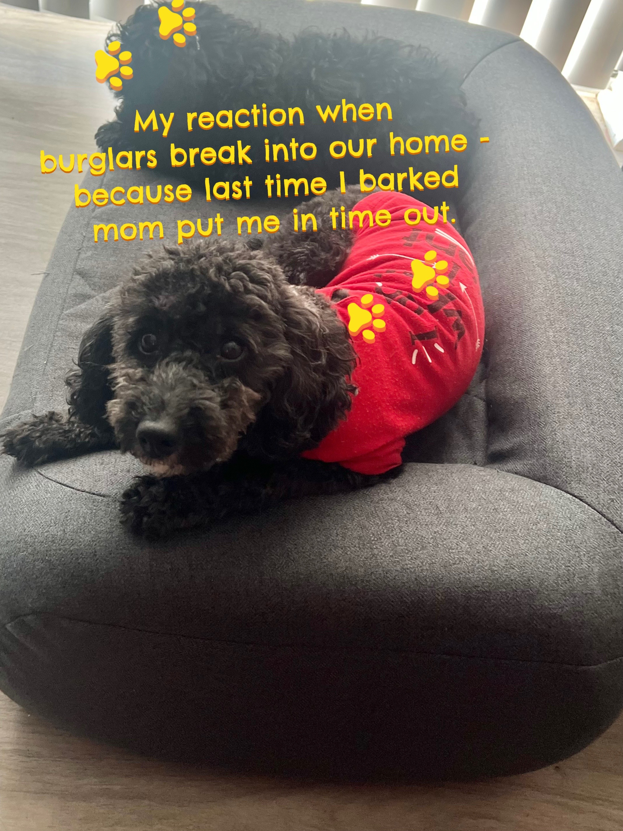 @Dm77poodles