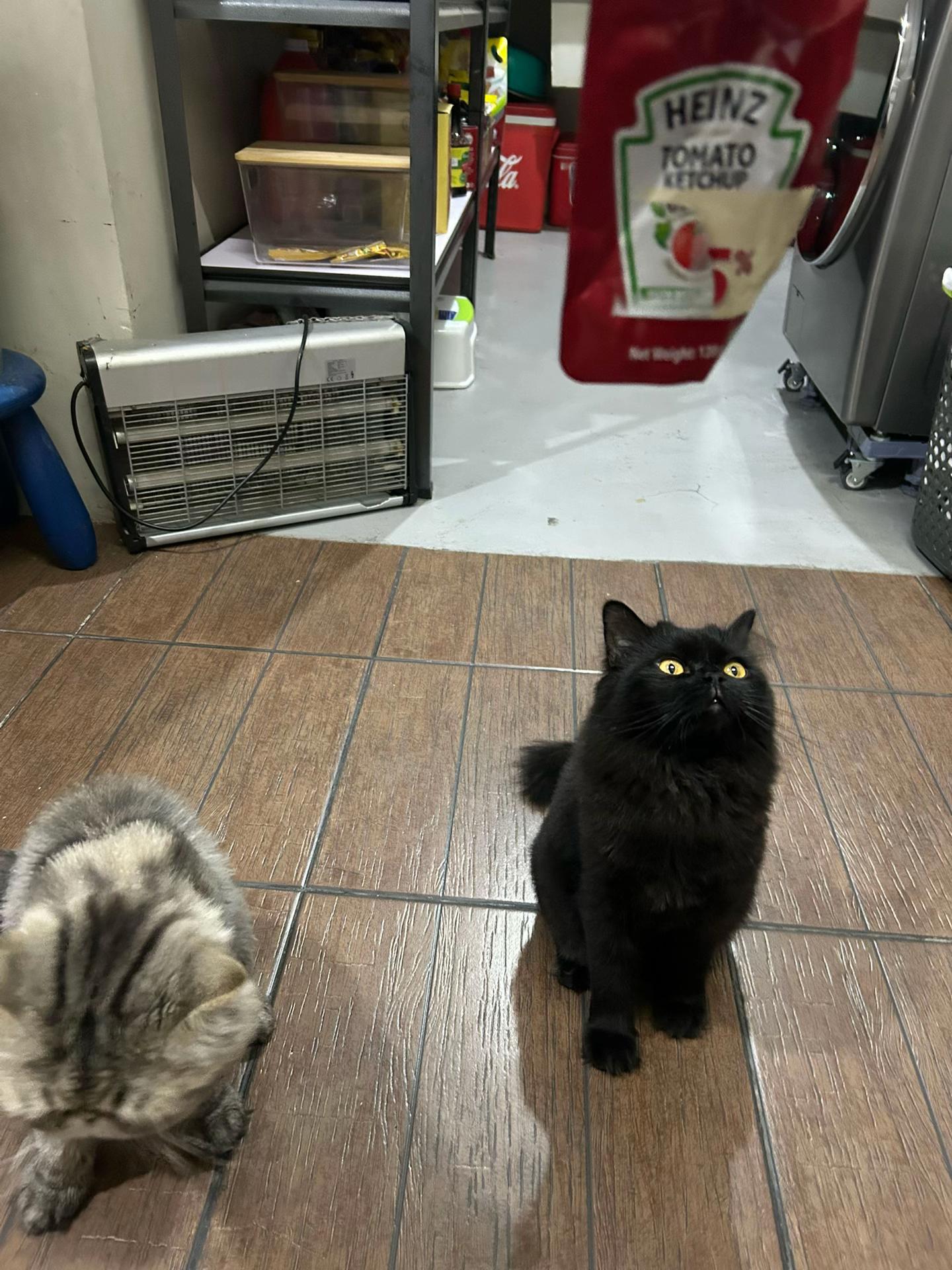 @˚ ༘♡ ·˚꒰ 🌟🐈⬛🍎🐰꒱ ₊*”