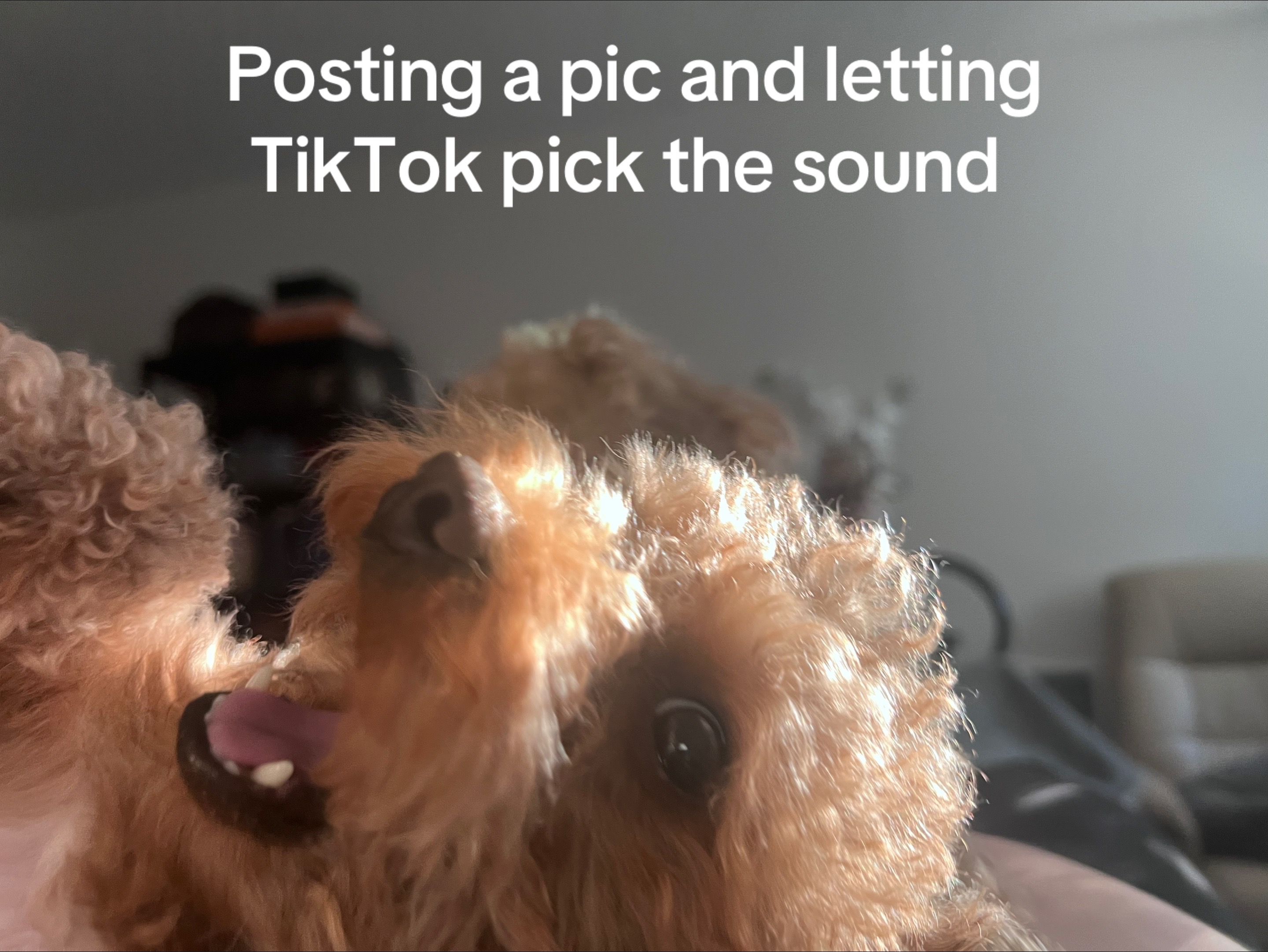 @bukopandanboo
