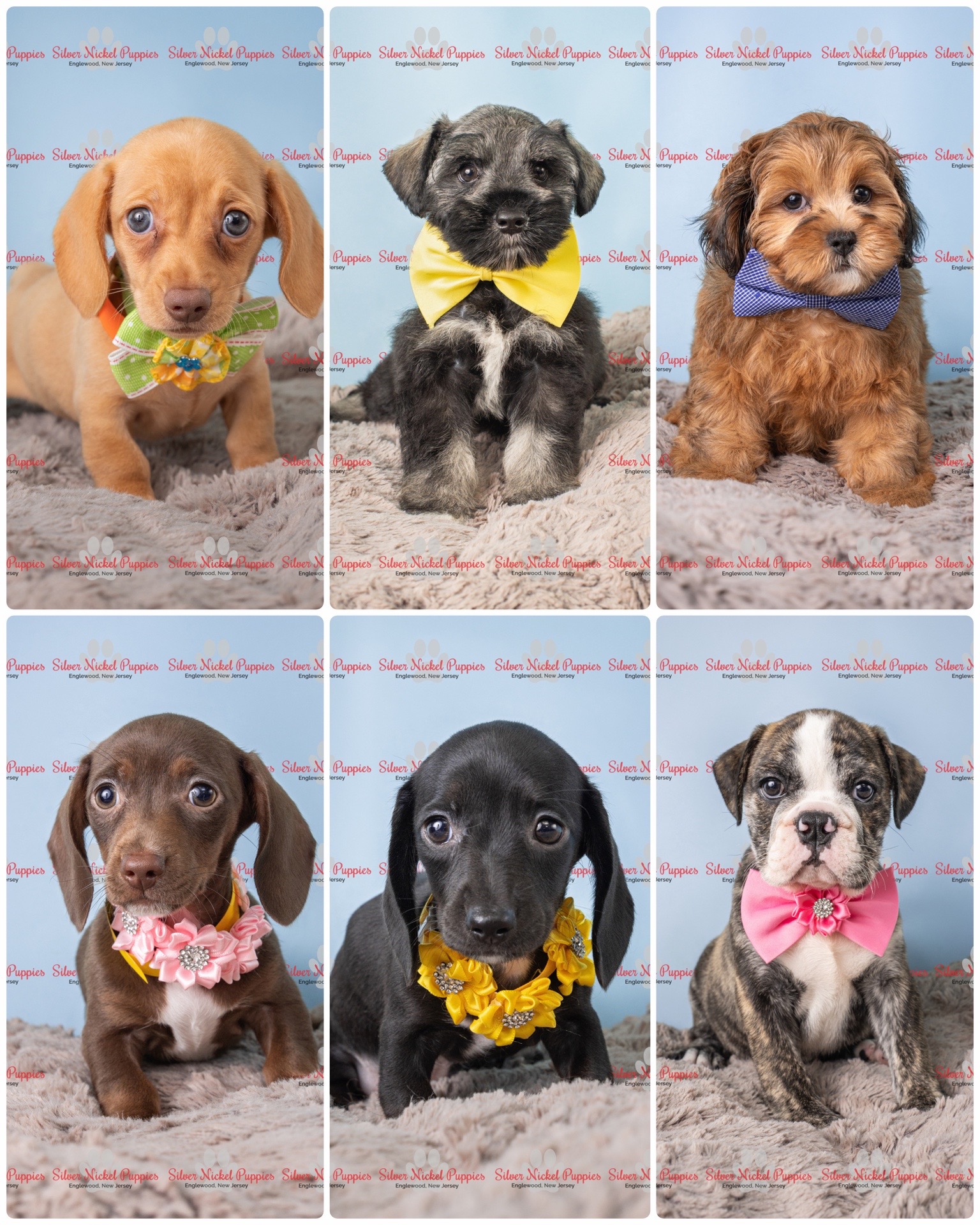 @Silver Nickel Puppies