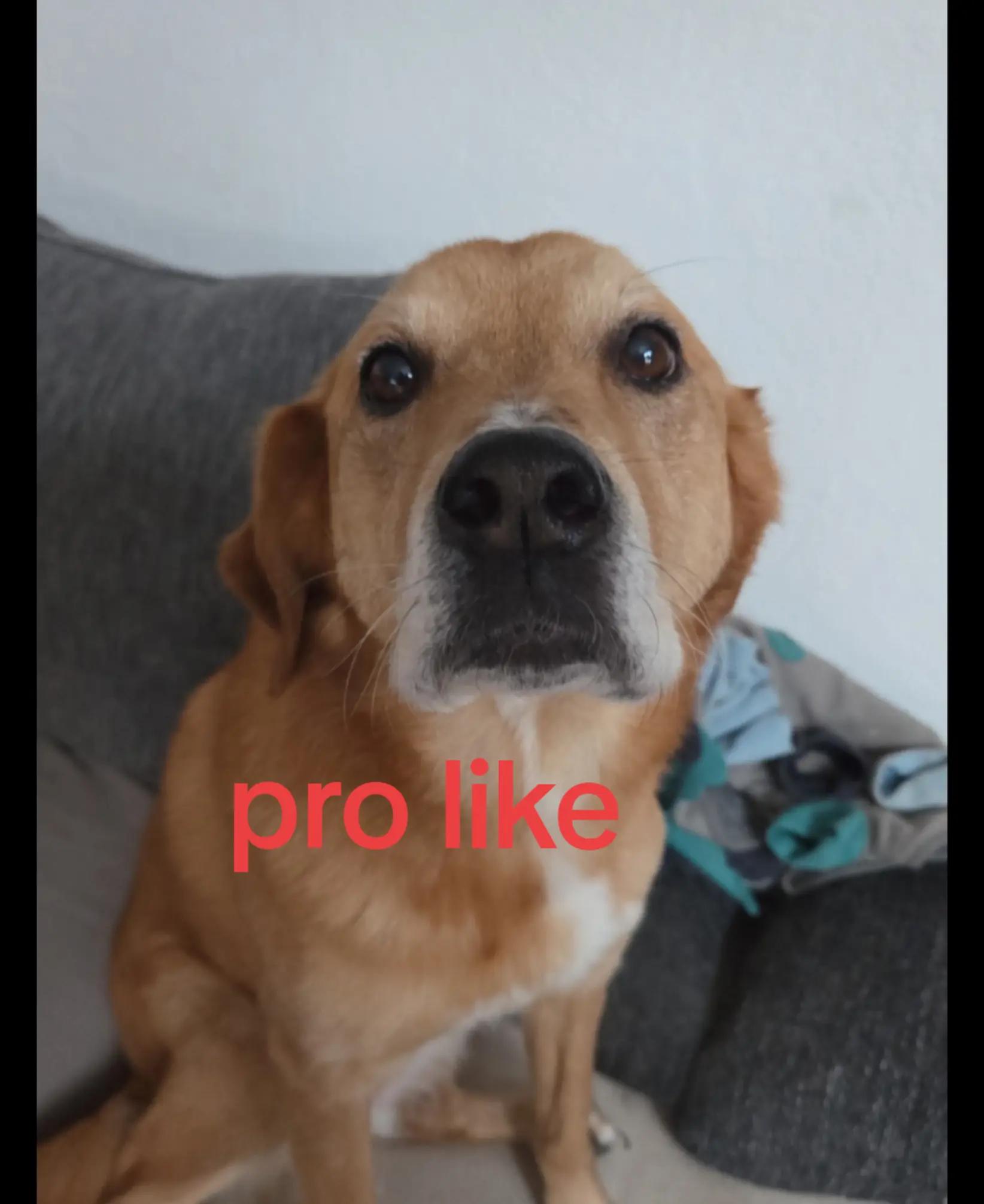 @lucy