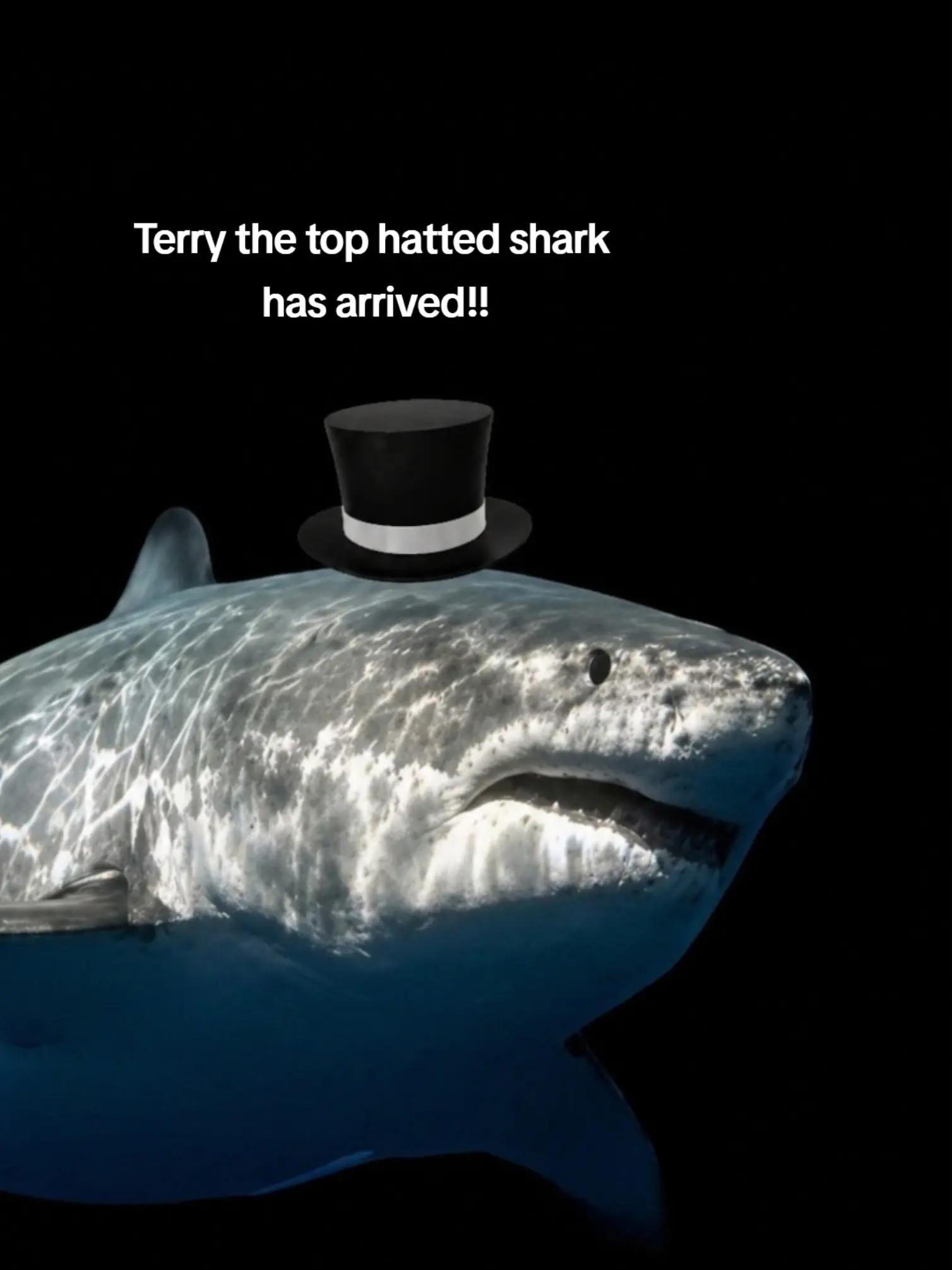 @Willie the Shark <3